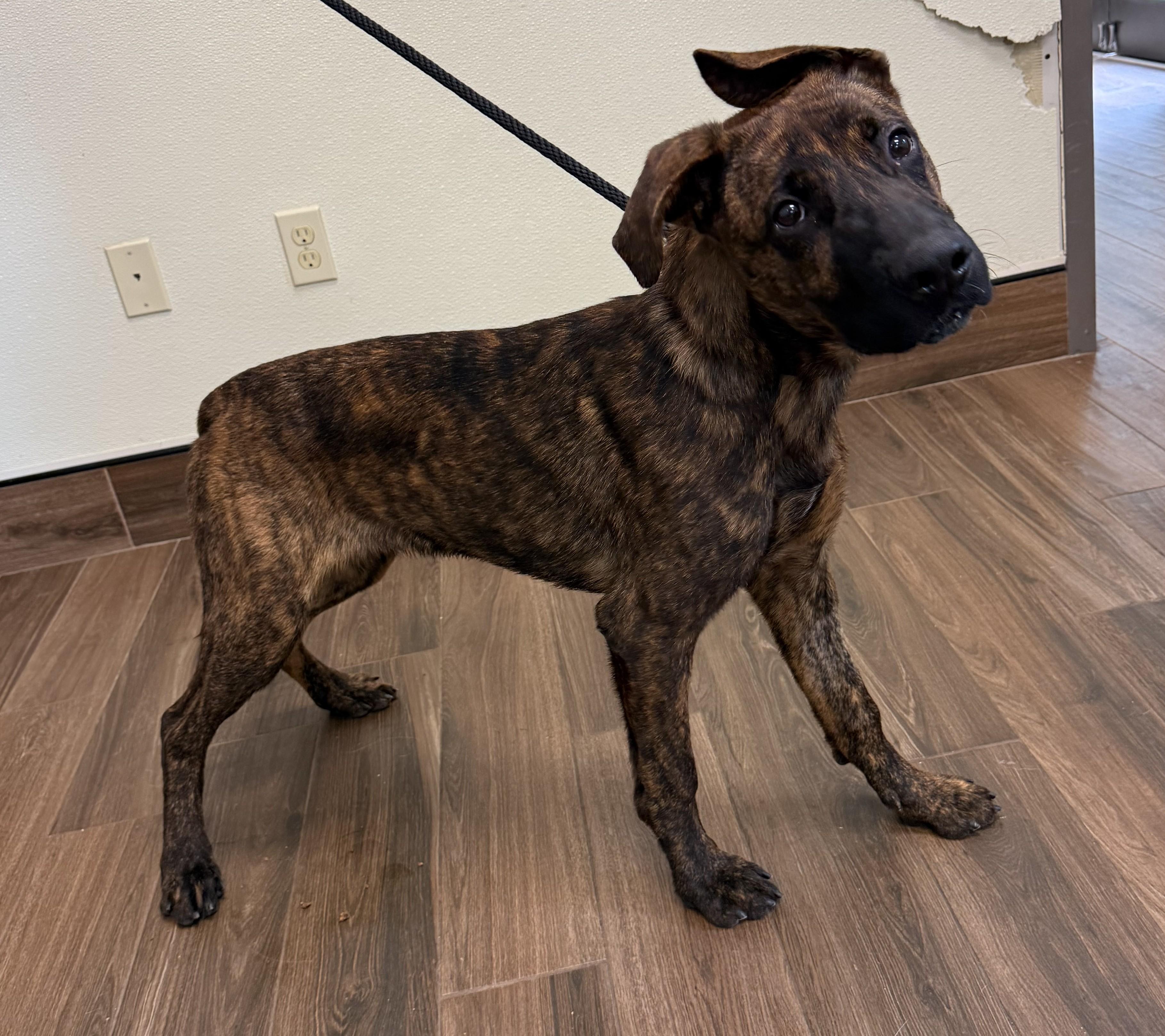 Enlarge Alex, an adopted mixed breed in Cashiers, NC image 6/6