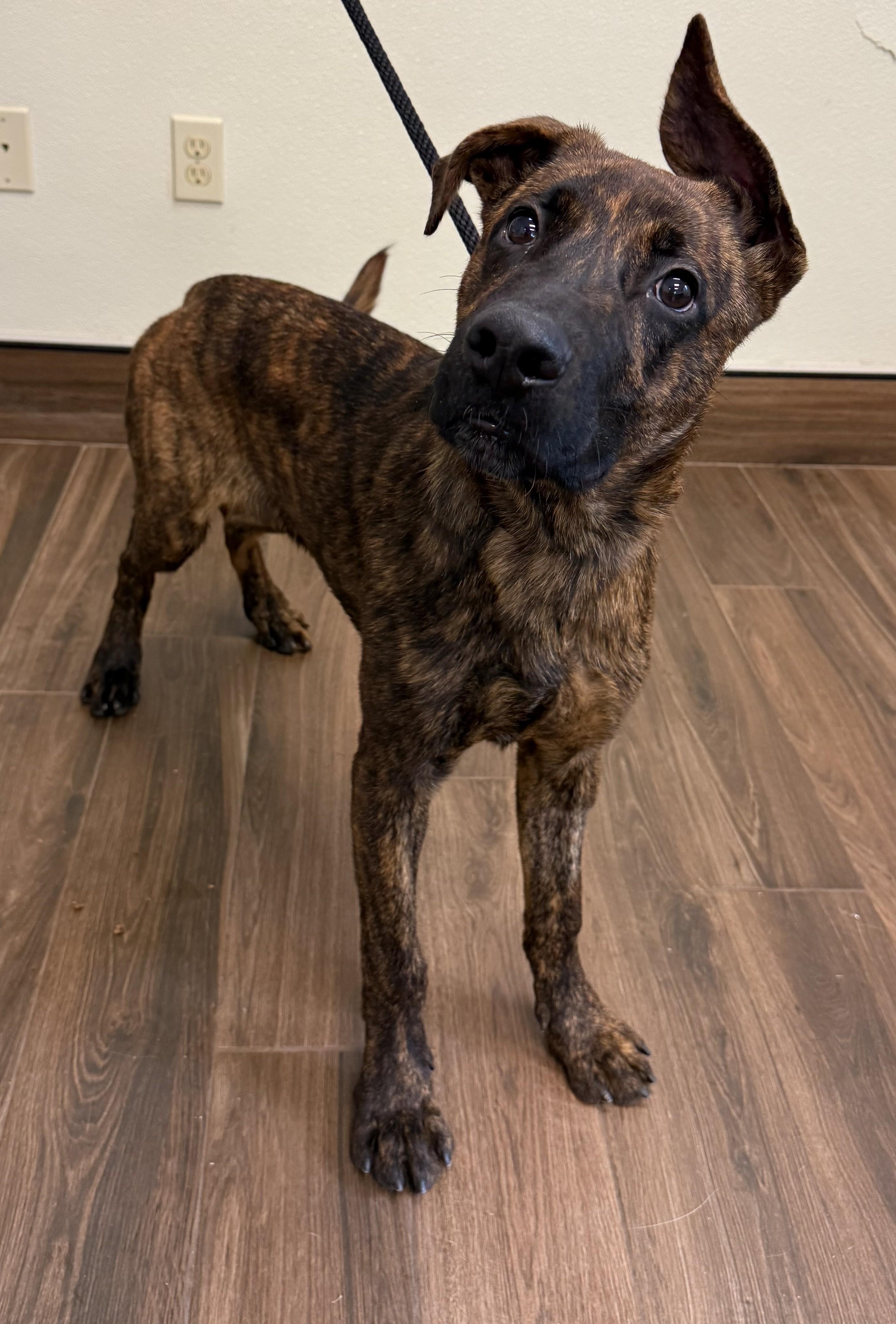 Enlarge Alex, an adopted mixed breed in Cashiers, NC image 5/6