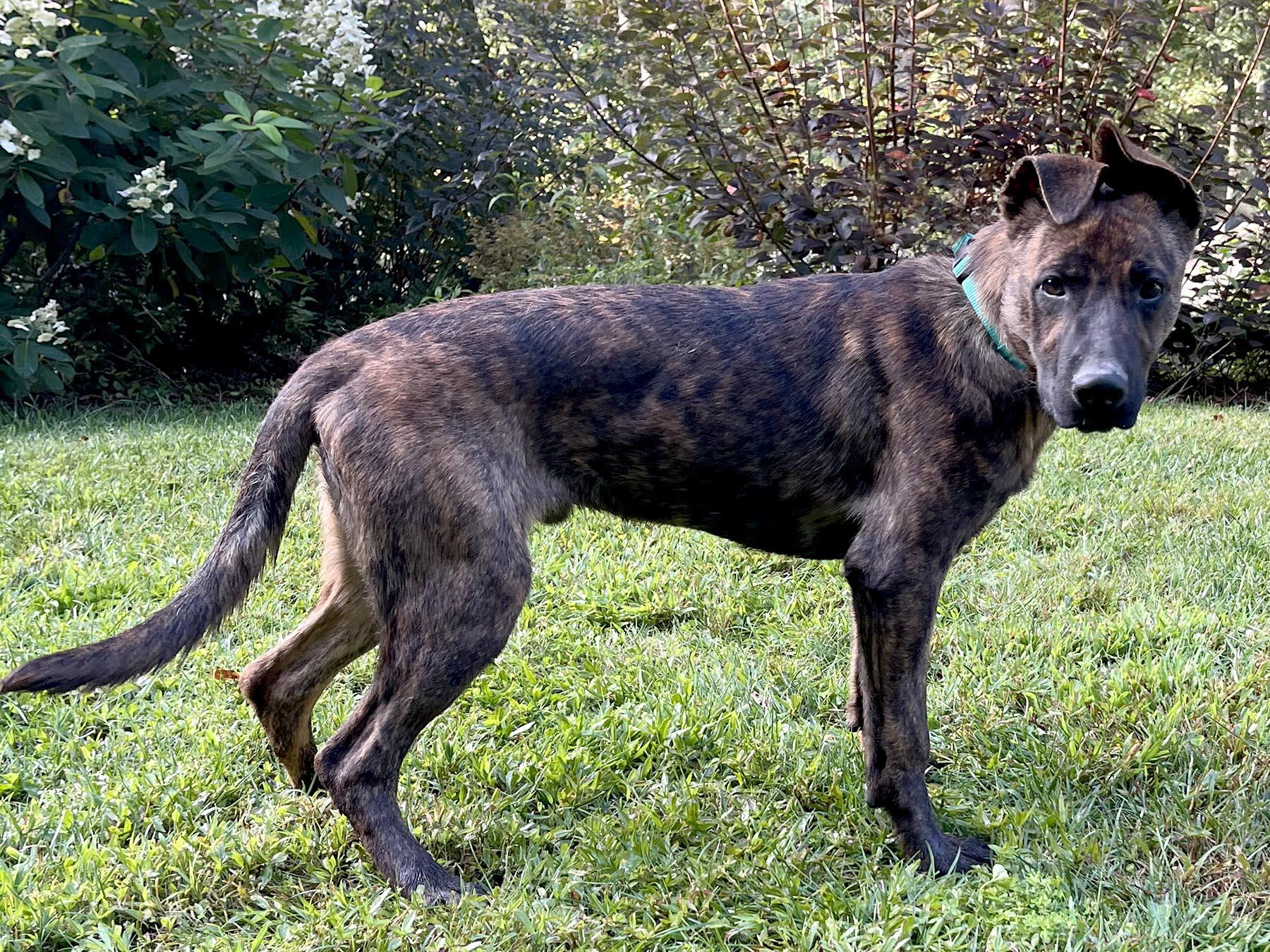 Enlarge Alex, an adopted mixed breed in Cashiers, NC image 4/6