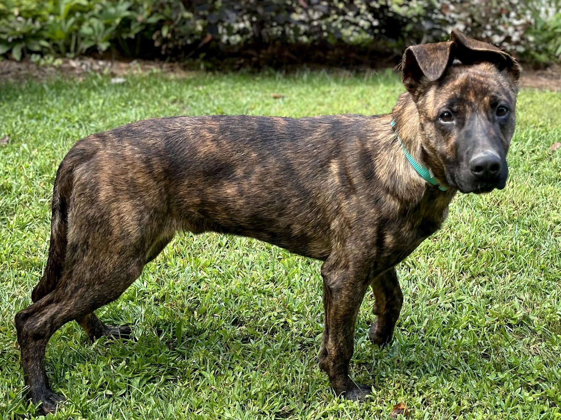 Alex, adopted, Young Male German Shepherd Dog.