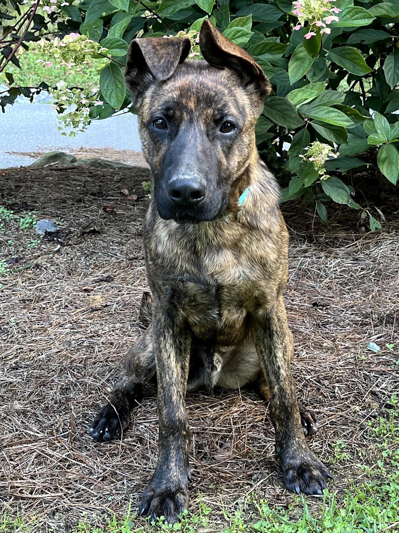 Enlarge Alex, an adopted mixed breed in Cashiers, NC image 2/6