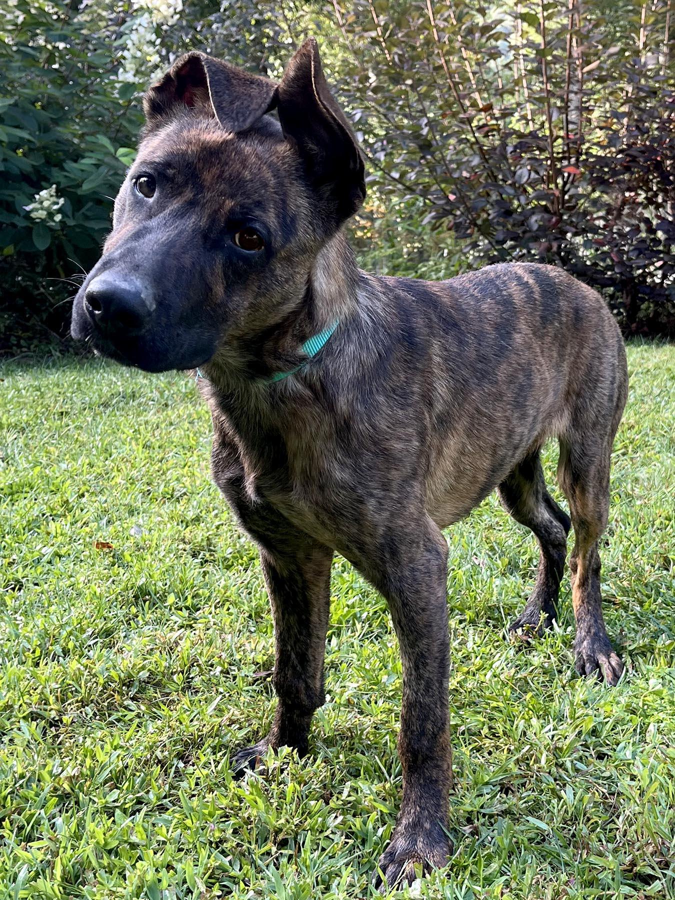 Enlarge Alex, an adopted mixed breed in Cashiers, NC image 3/6