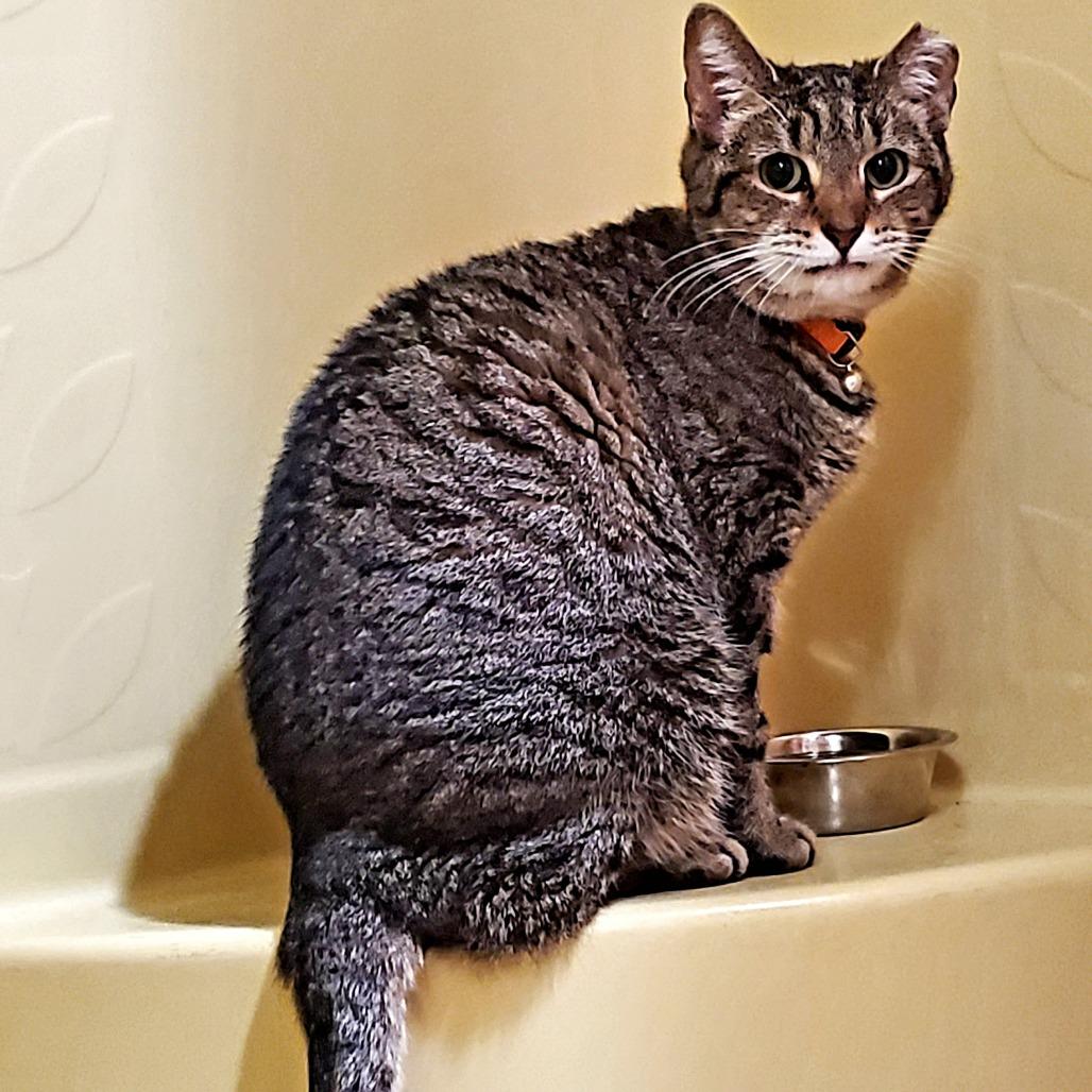 Sissie, Adoptable, Adult Female Domestic Short Hair.