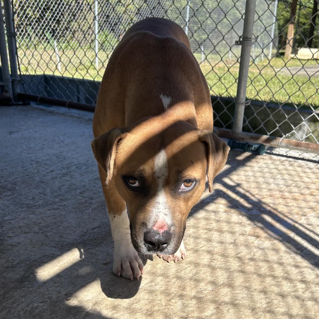 Noodle, Adoptable, Adult Male Mixed Breed.