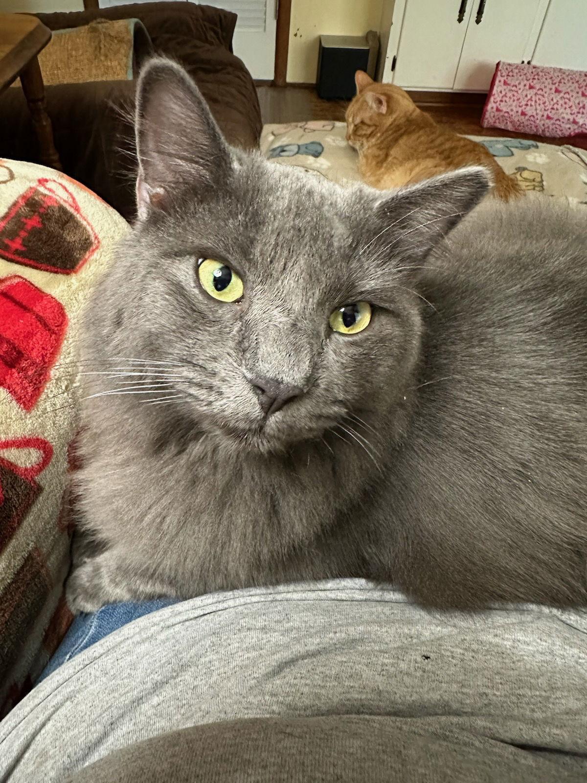 Izzy, a Adoptable mixed breed in Frisco, TX image 2/3