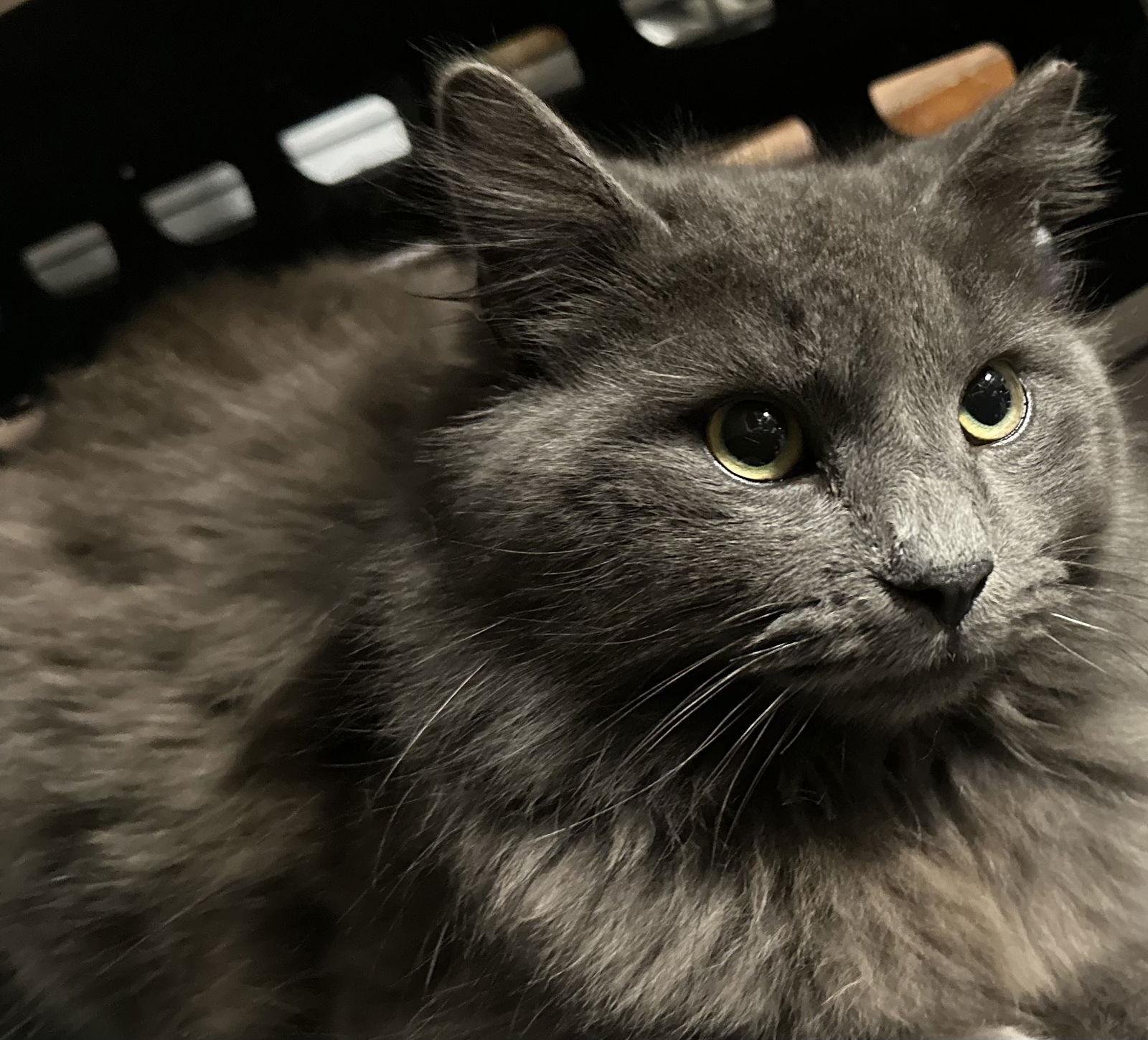 Izzy, a Adoptable mixed breed in Frisco, TX image 3/3