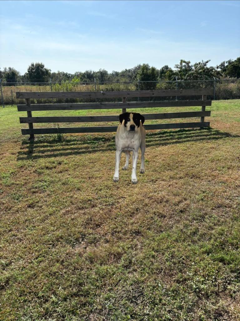 Enlarge Annabelle, a Adoptable mixed breed in Wauchula, FL image 1/1