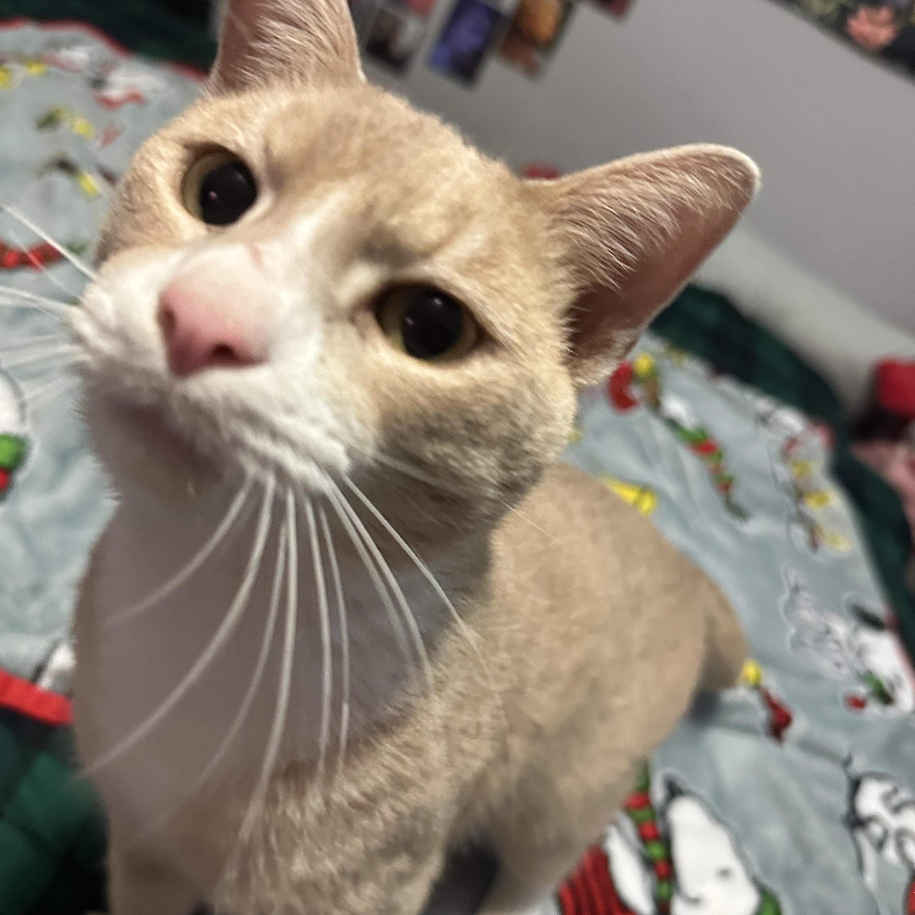 Echo, a ADOPTABLE Domestic Short Hair in Miami, FL image 5/6