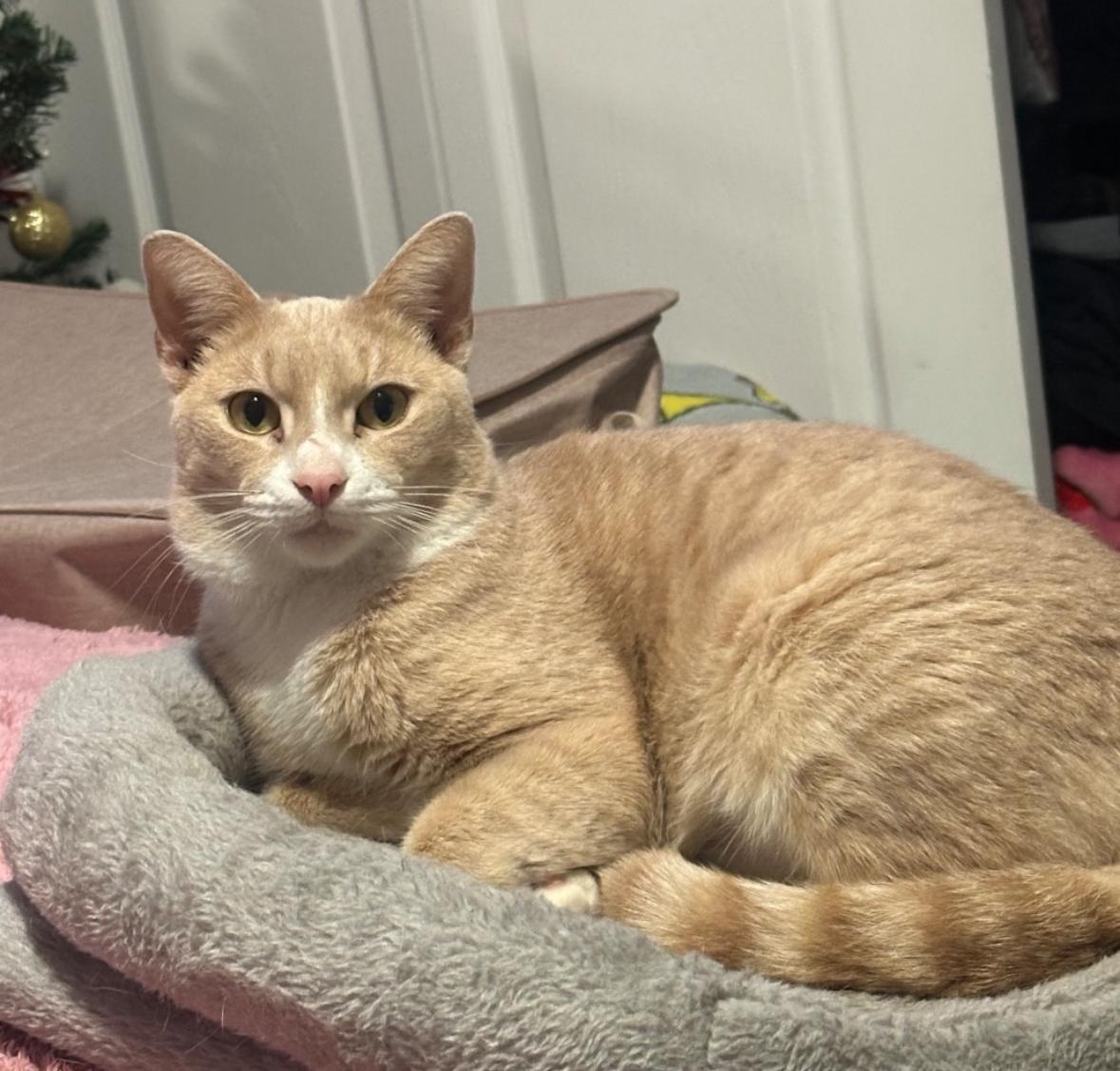 Echo, a ADOPTABLE Domestic Short Hair in Miami, FL image 1/6