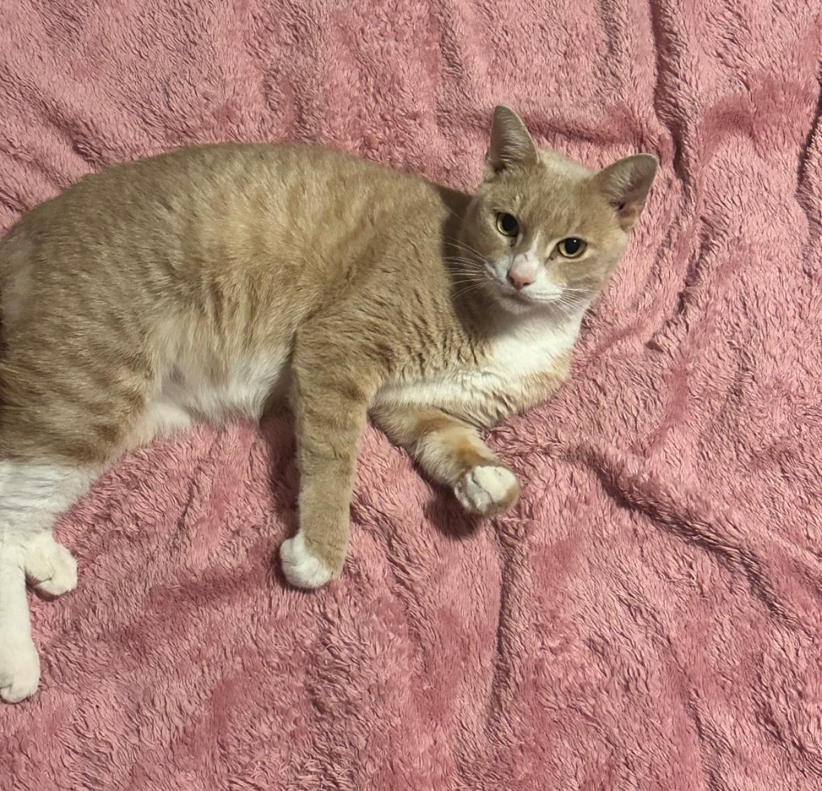 Echo, a ADOPTABLE Domestic Short Hair in Miami, FL image 2/6