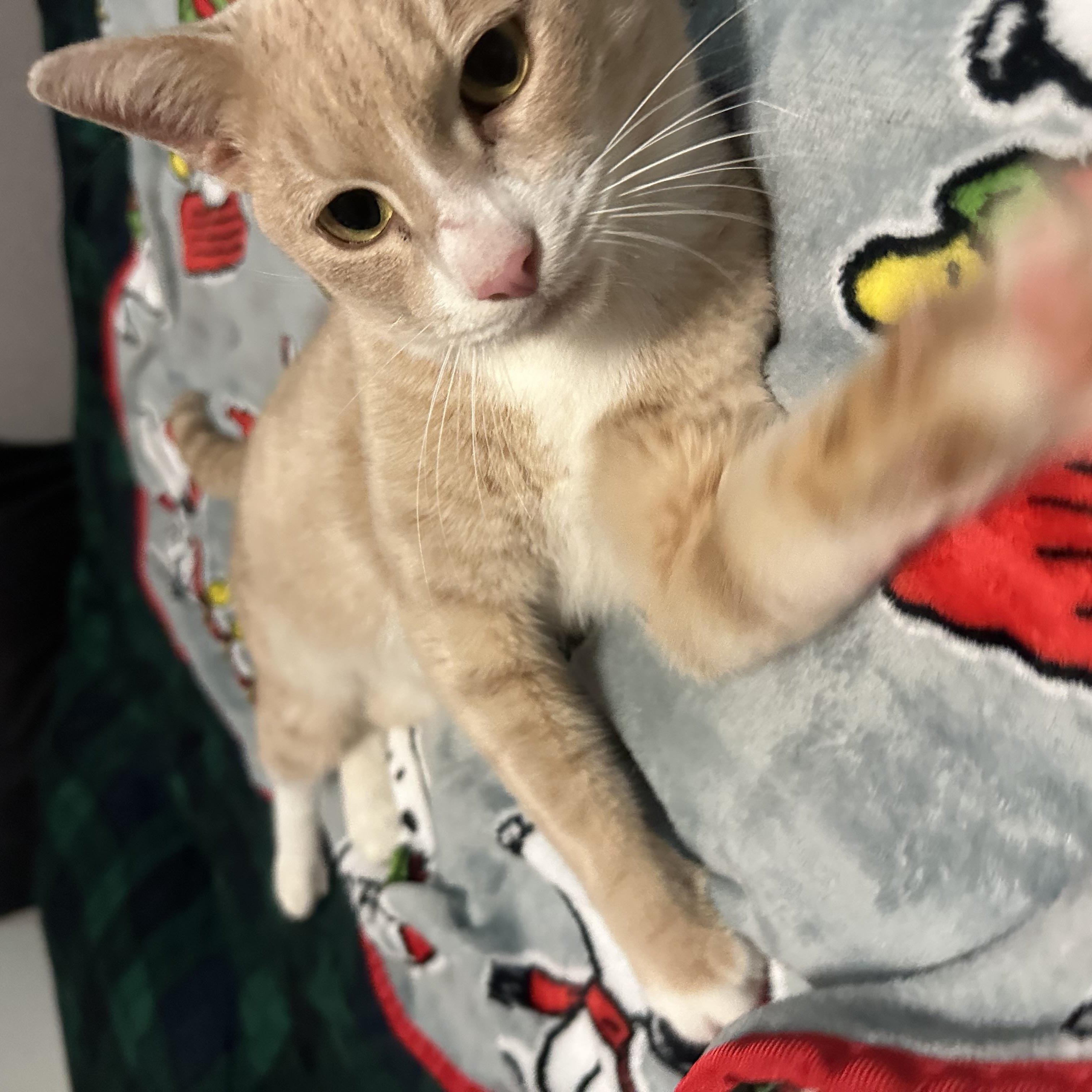 Echo, a ADOPTABLE Domestic Short Hair in Miami, FL image 3/6