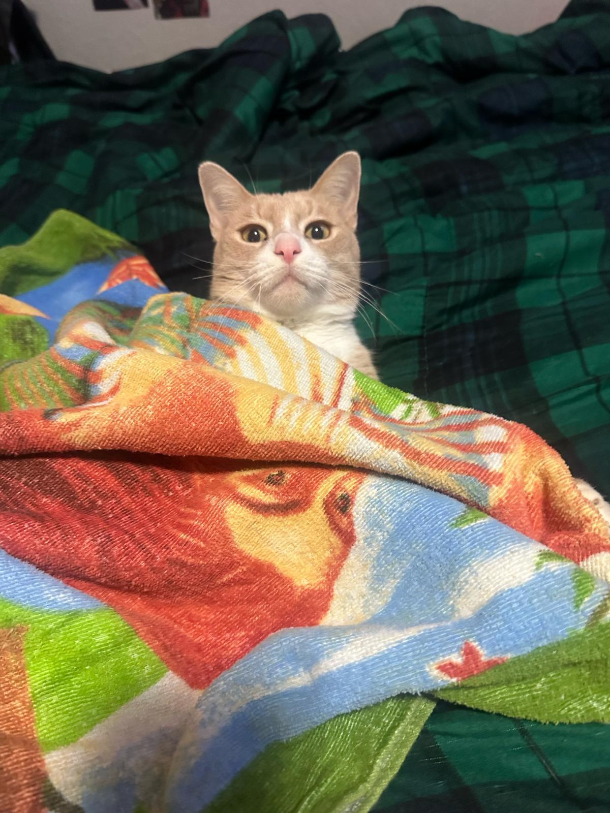 Enlarge Echo, a ADOPTABLE Domestic Short Hair in Miami, FL image 3/5