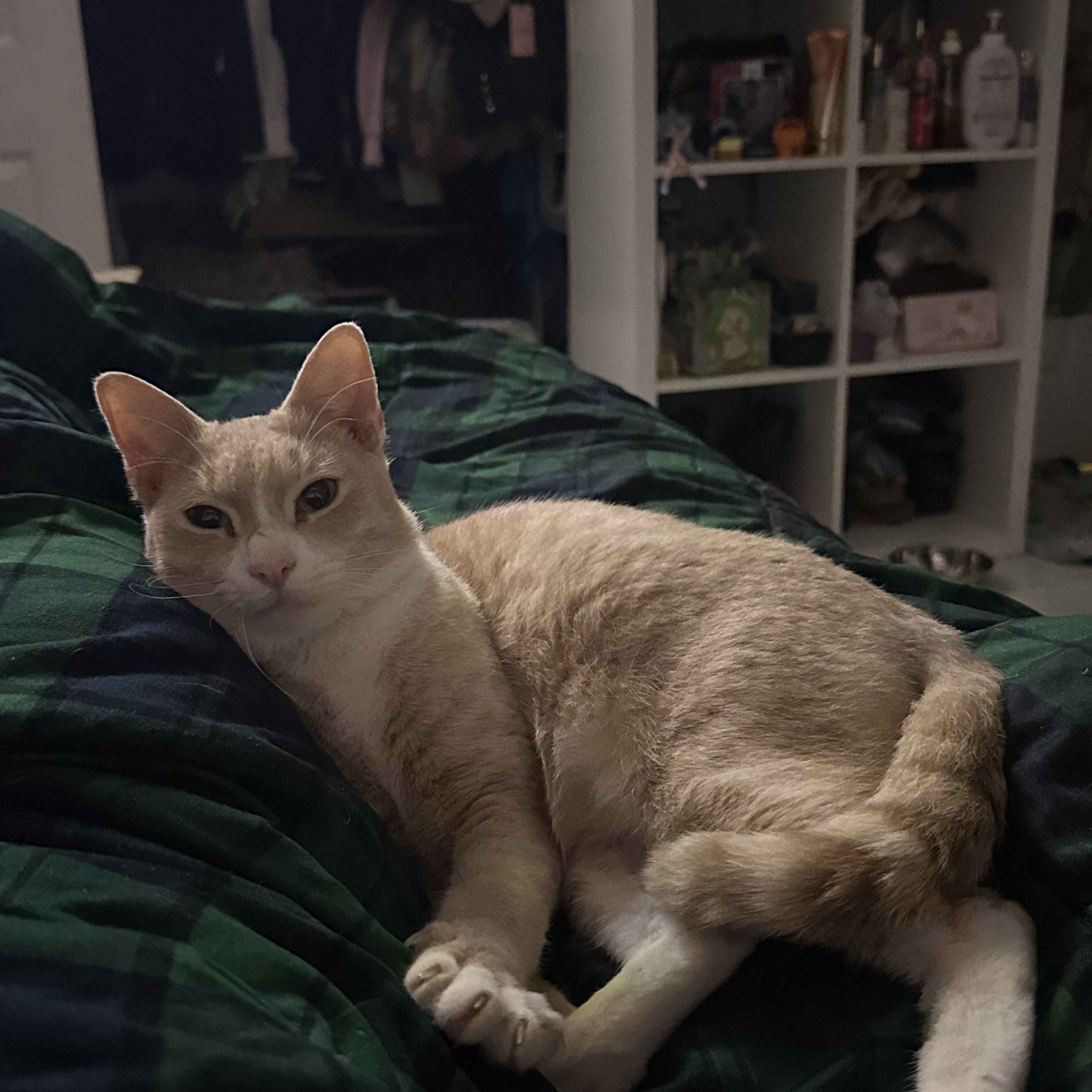 Echo, a ADOPTABLE Domestic Short Hair in Miami, FL image 6/6