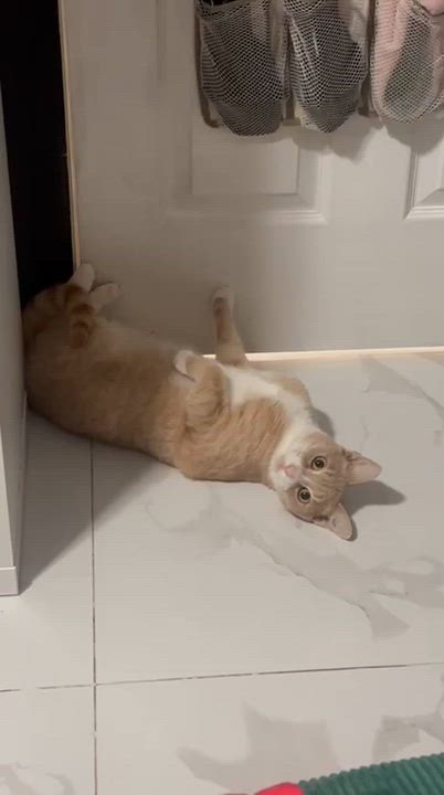 Enlarge Echo, a ADOPTABLE Domestic Short Hair in Miami, FL video 2/5