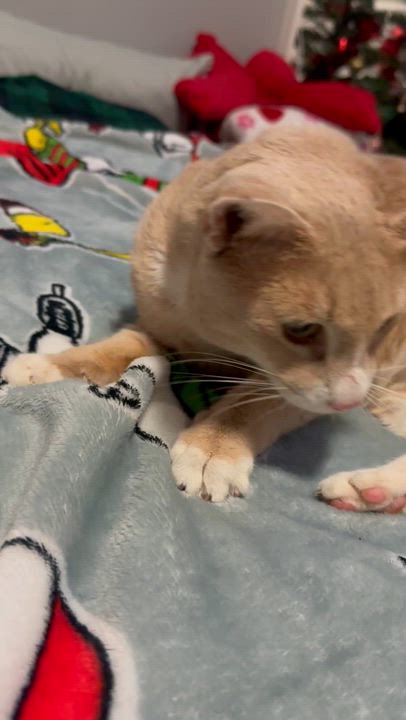 Enlarge Echo, a ADOPTABLE Domestic Short Hair in Miami, FL video 4/6