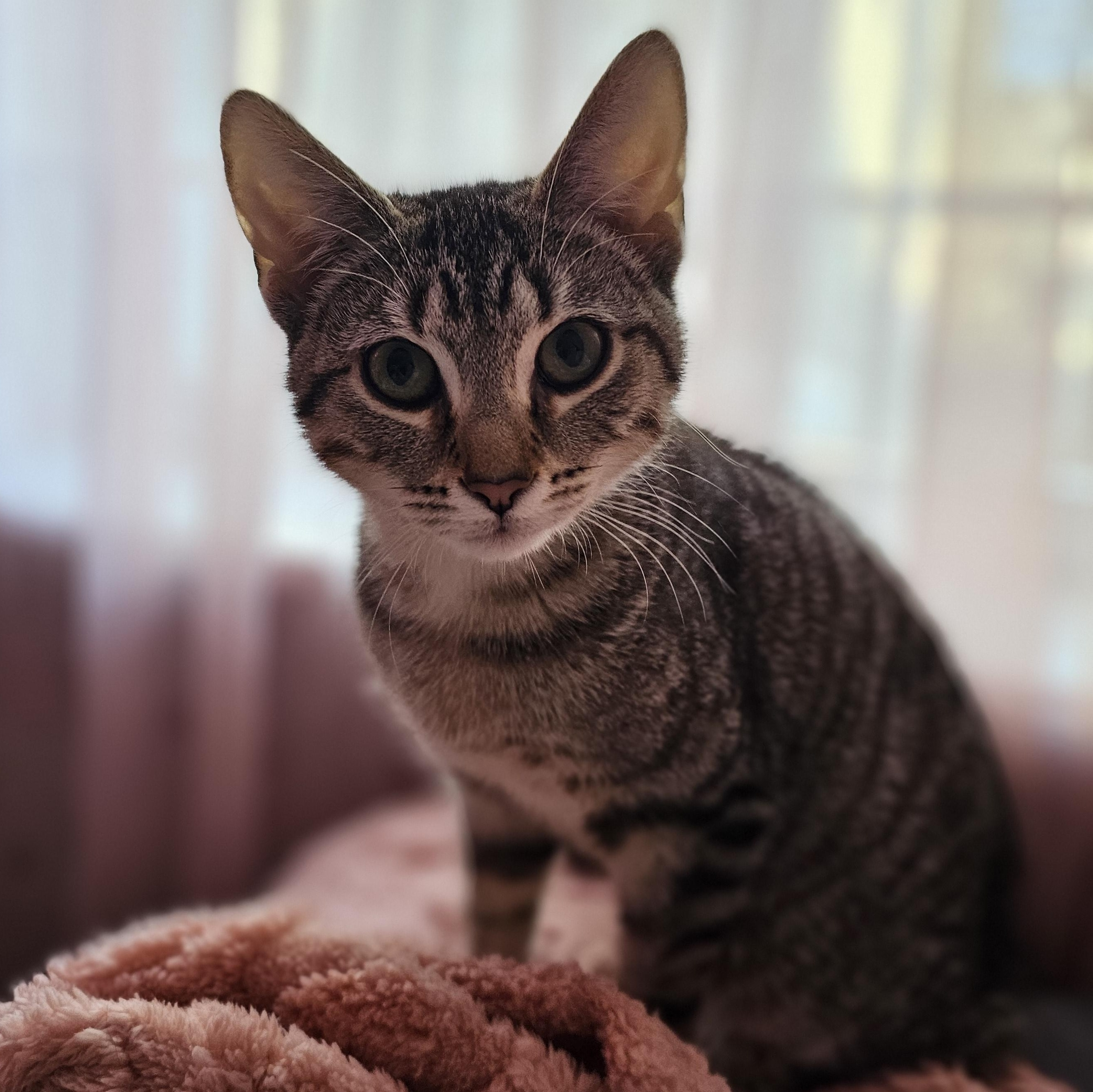 Olive, Adoptable, Kitten Female Domestic Short Hair.
