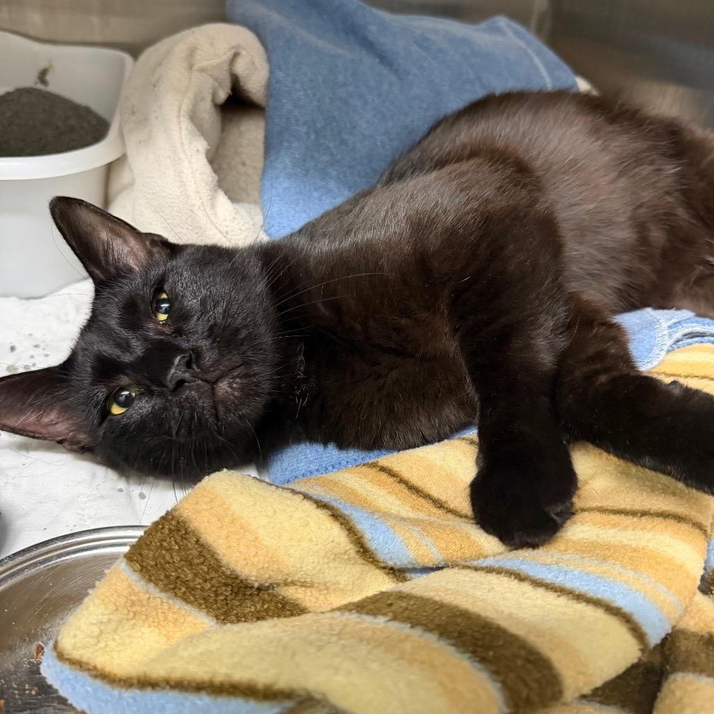 Boo, a Adoptable Domestic Short Hair in Edwardsville, IL image 1/6