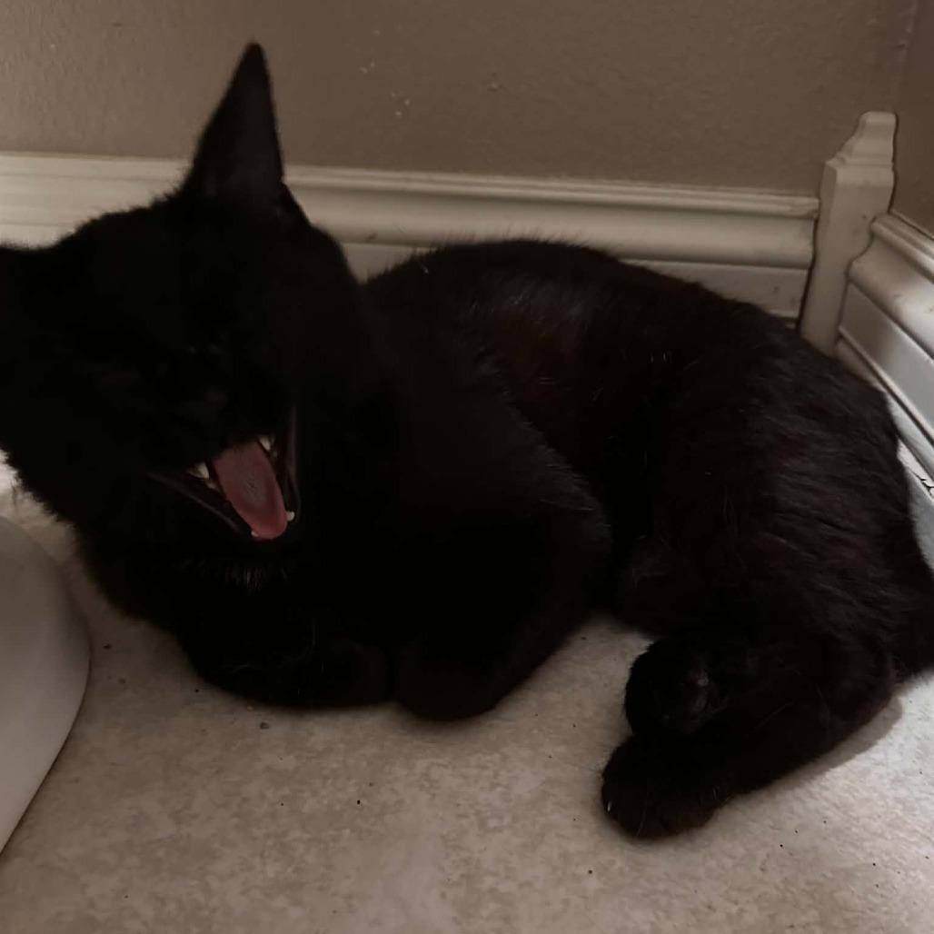 Boo, a Adoptable Domestic Short Hair in Edwardsville, IL image 2/6