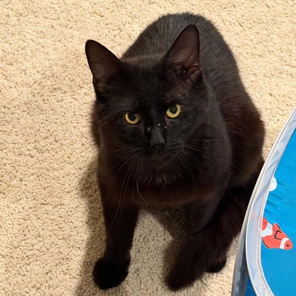 Boo, a Adoptable Domestic Short Hair in Edwardsville, IL image 3/6