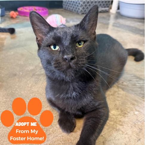 Enlarge Boo, a Adoptable Domestic Short Hair in Edwardsville, IL image 3/6