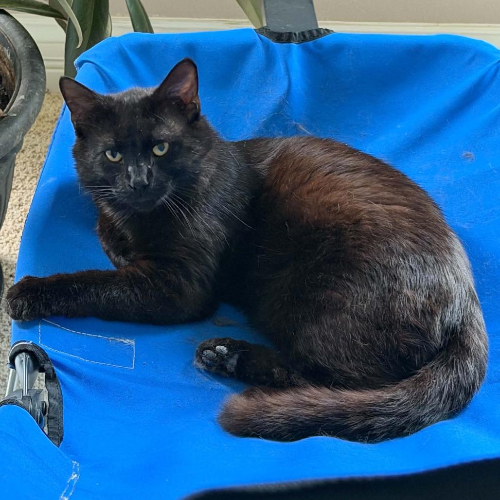 Boo, a Adoptable Domestic Short Hair in Edwardsville, IL image 4/6