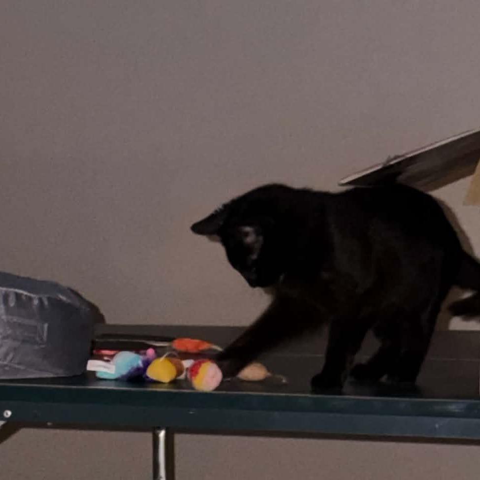 Boo, a Adoptable Domestic Short Hair in Edwardsville, IL image 5/6