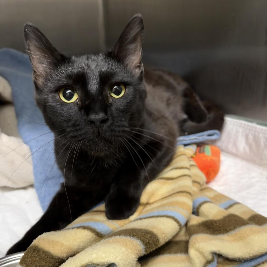 Boo, a Adoptable Domestic Short Hair in Edwardsville, IL image 6/6