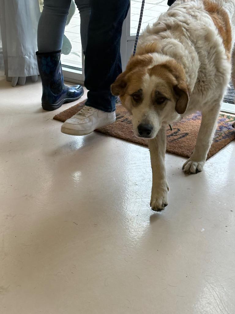 GAL, Adoptable, Adult Female Great Pyrenees & German Shepherd Dog.