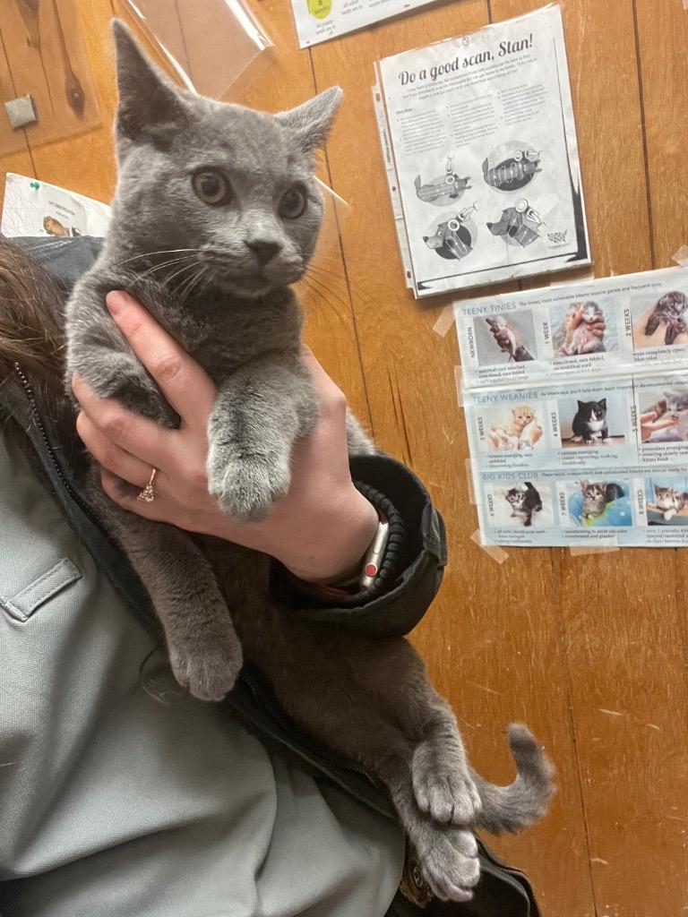 Banner, Adoptable, Young Male Domestic Short Hair.