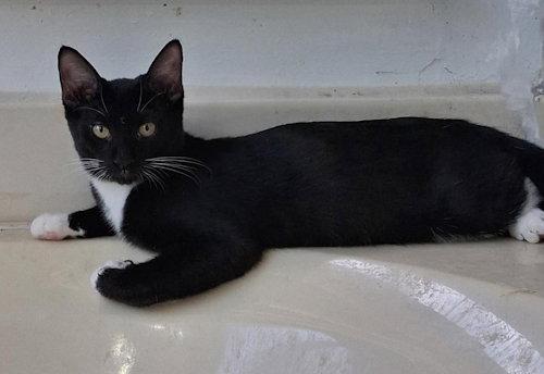 Ziggy - PSP, Adoptable, Young Male Domestic Short Hair.