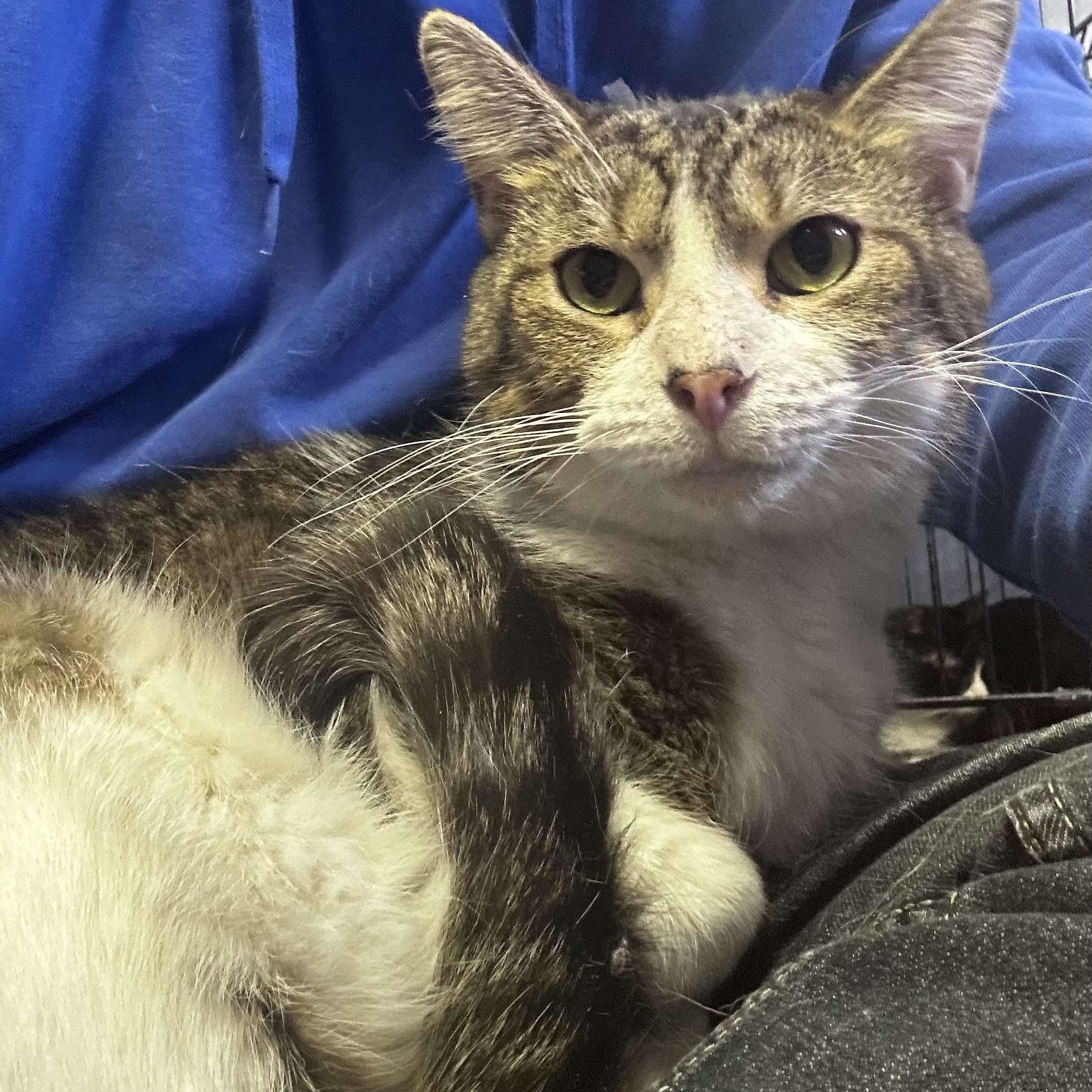 Mr. Arleen, a Adoptable Domestic Short Hair in Fairborn, OH image 3/4