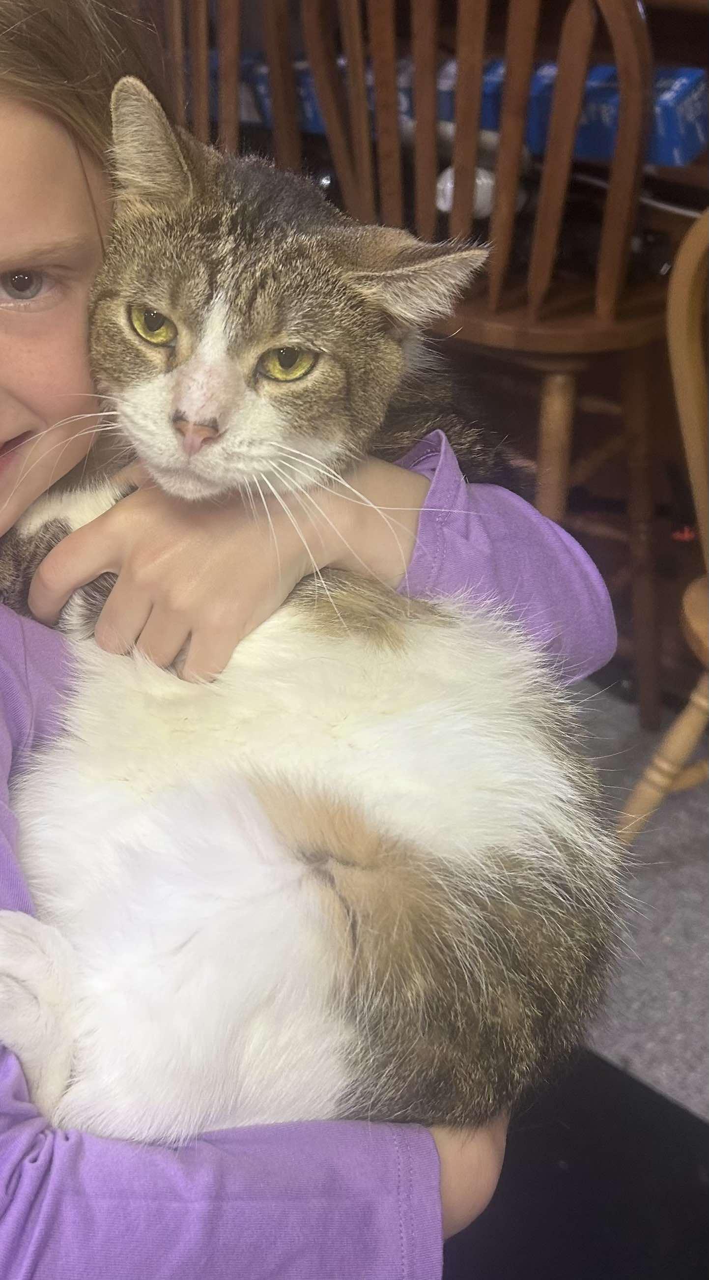 Mr. Arleen, a Adoptable Domestic Short Hair in Fairborn, OH image 2/4