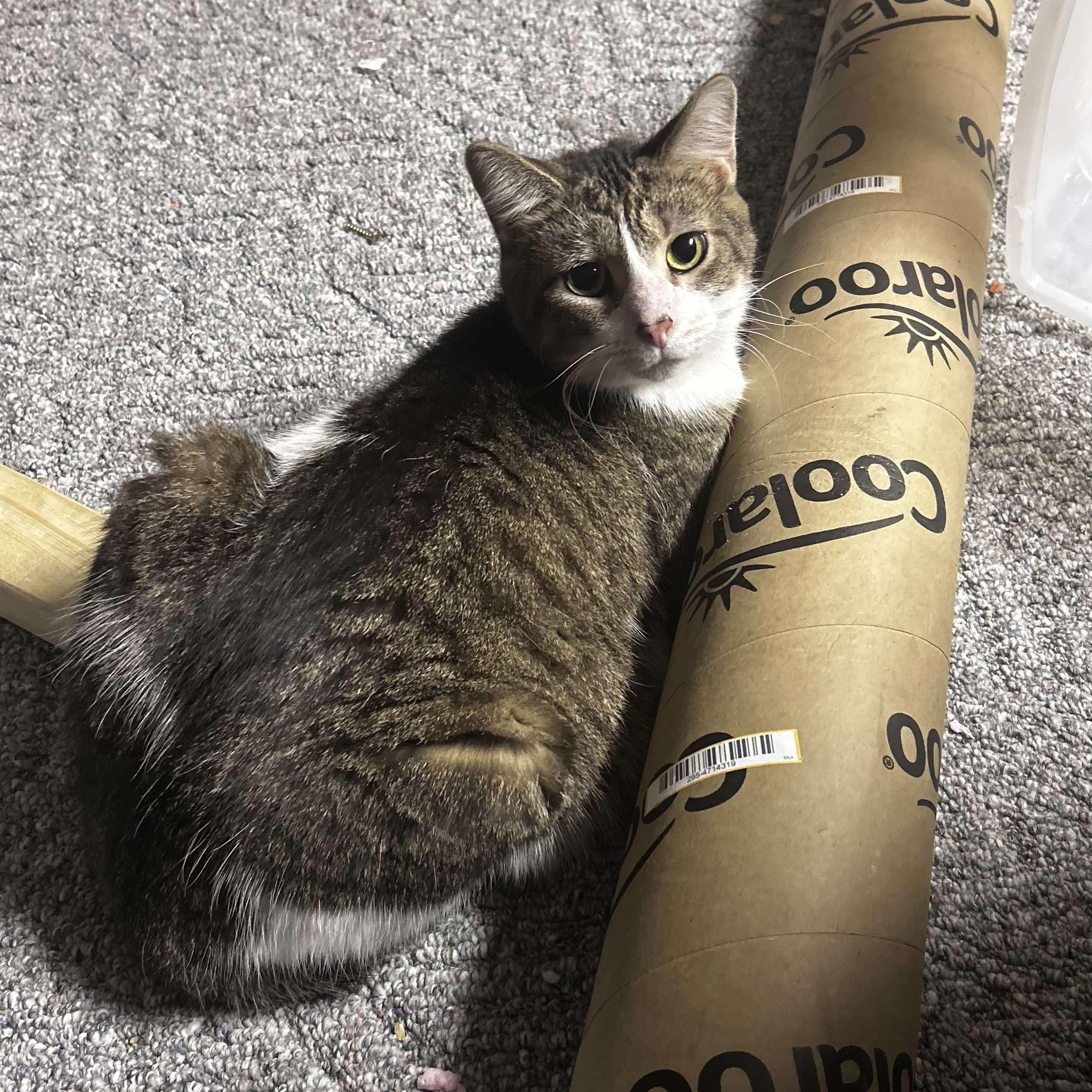 Mr. Arleen, a Adoptable Domestic Short Hair in Fairborn, OH image 1/4