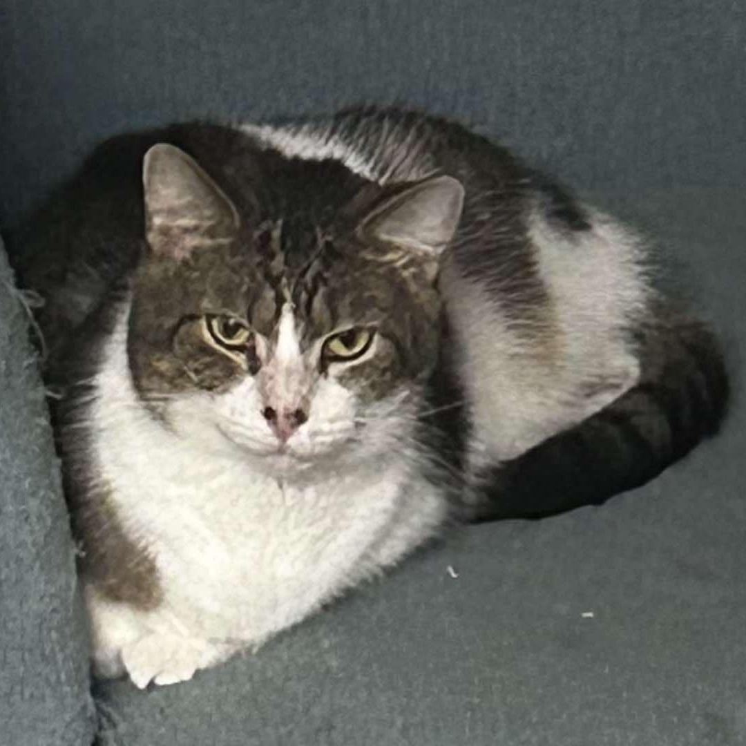 Mr. Arleen, a Adoptable Domestic Short Hair in Fairborn, OH image 4/4