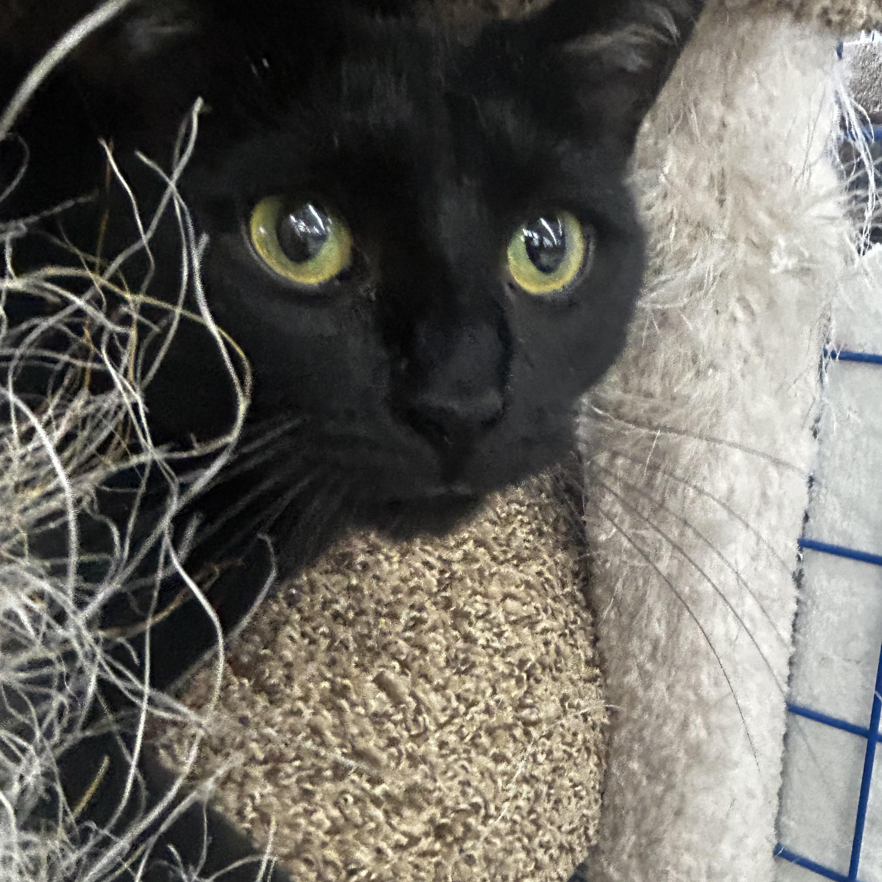 Enlarge Jubilee - CHOW HOUND - ADOPTION PENDING!, an adopted Domestic Short Hair in Grand Rapids, MI image 5/6