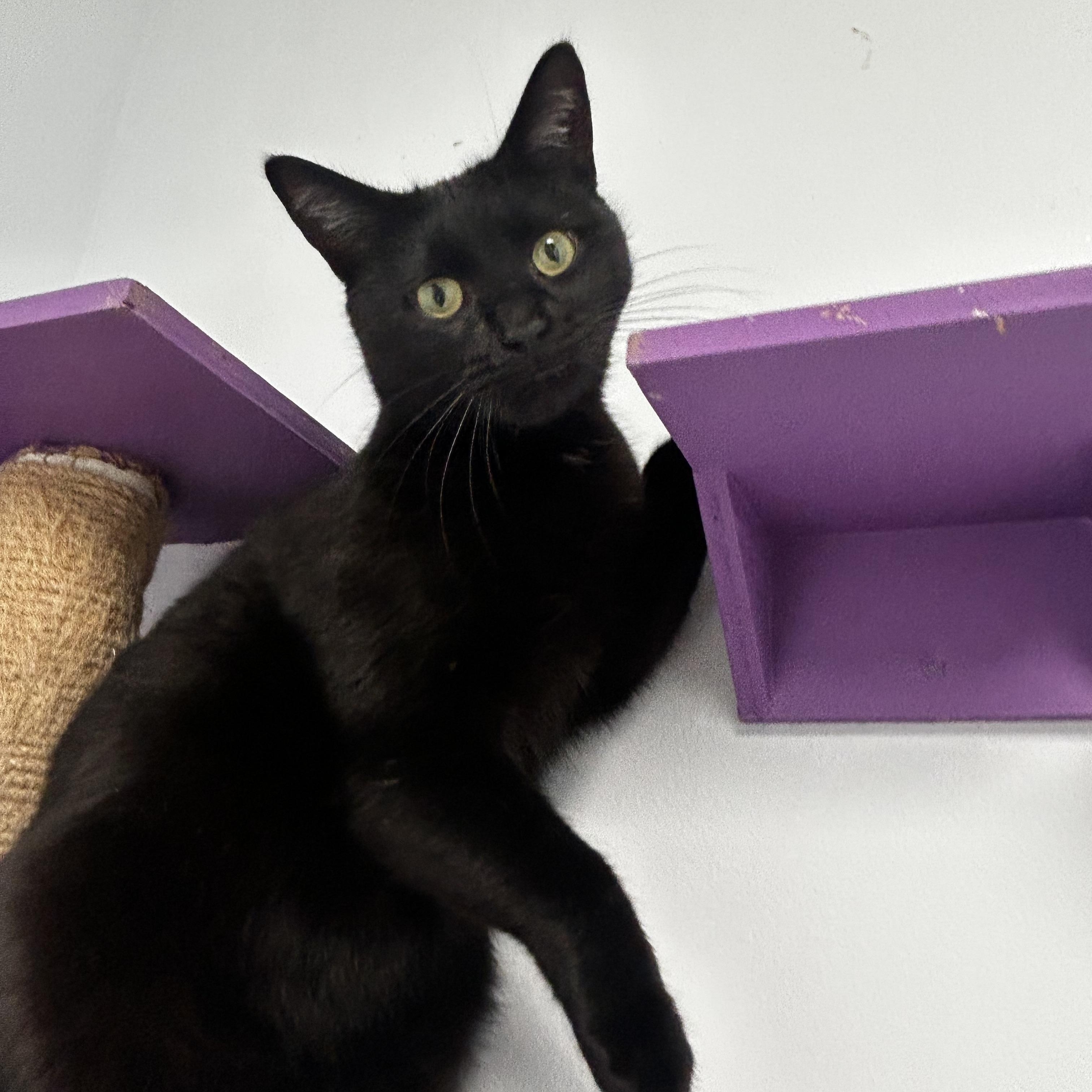 Jubilee - CHOW HOUND, Adoptable, Young Female Domestic Short Hair.