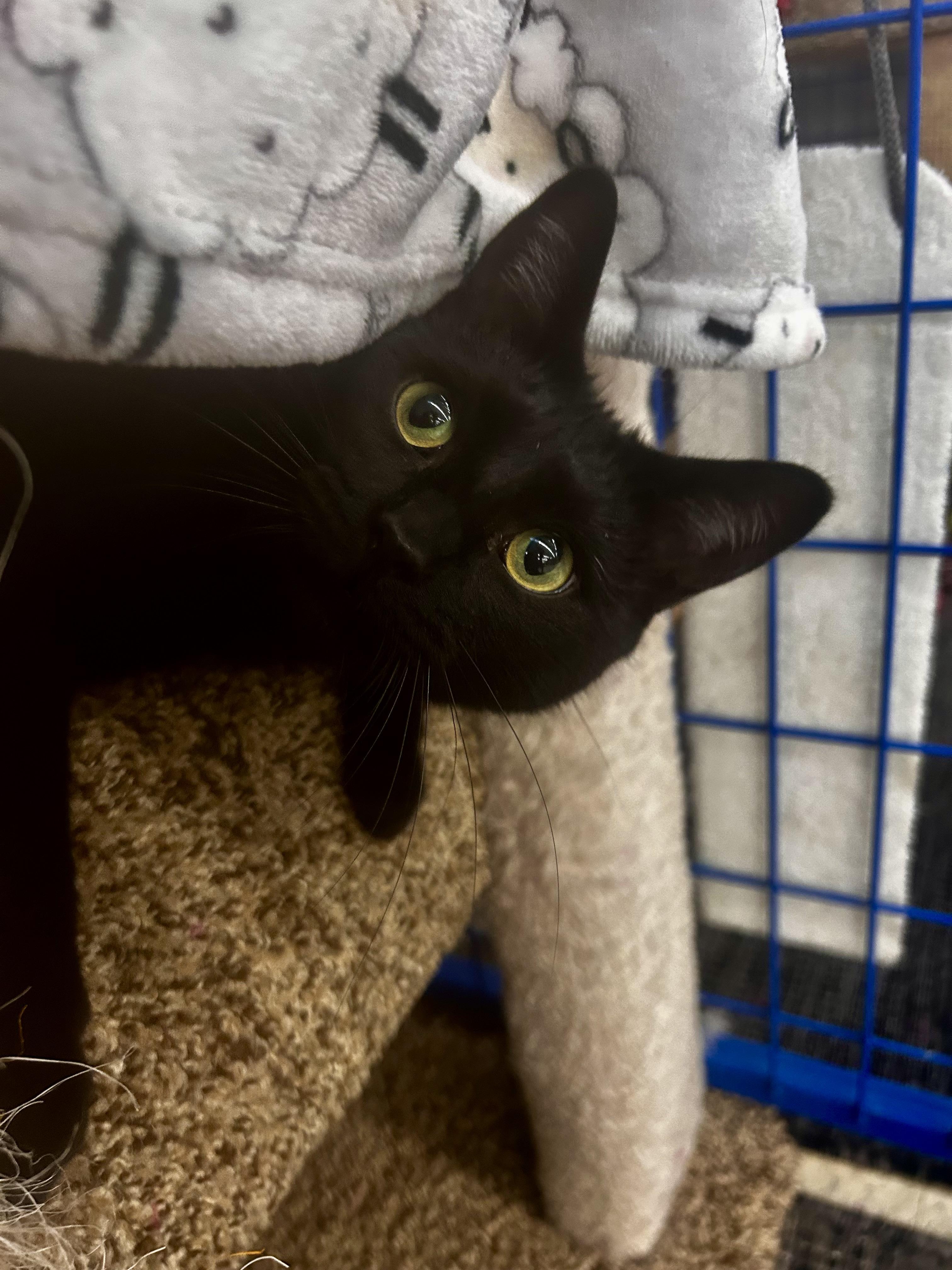 Jubilee - CHOW HOUND, Adoptable, Young Female Domestic Short Hair.