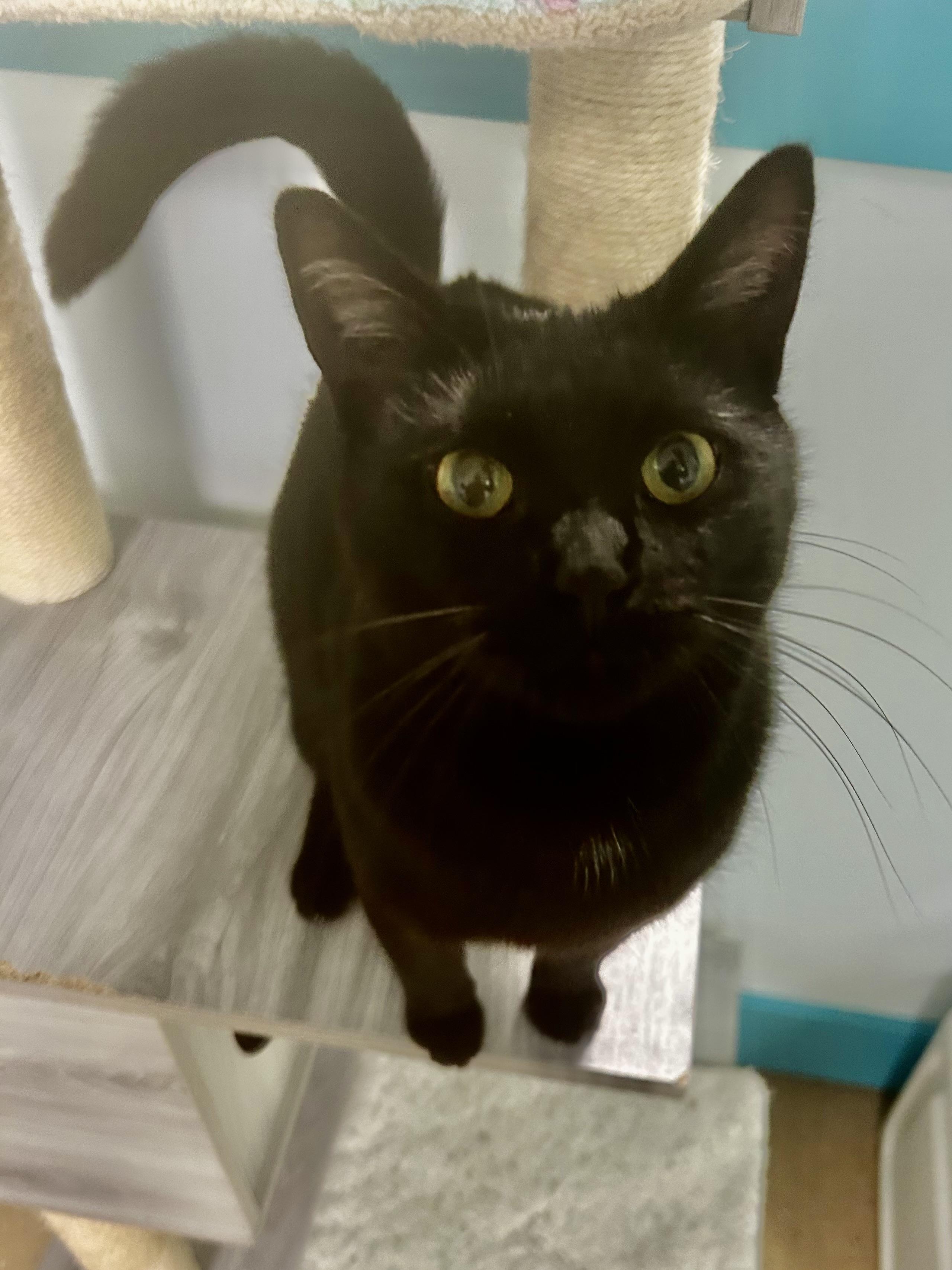 Jubilee, Adoptable, Young Female Domestic Short Hair.