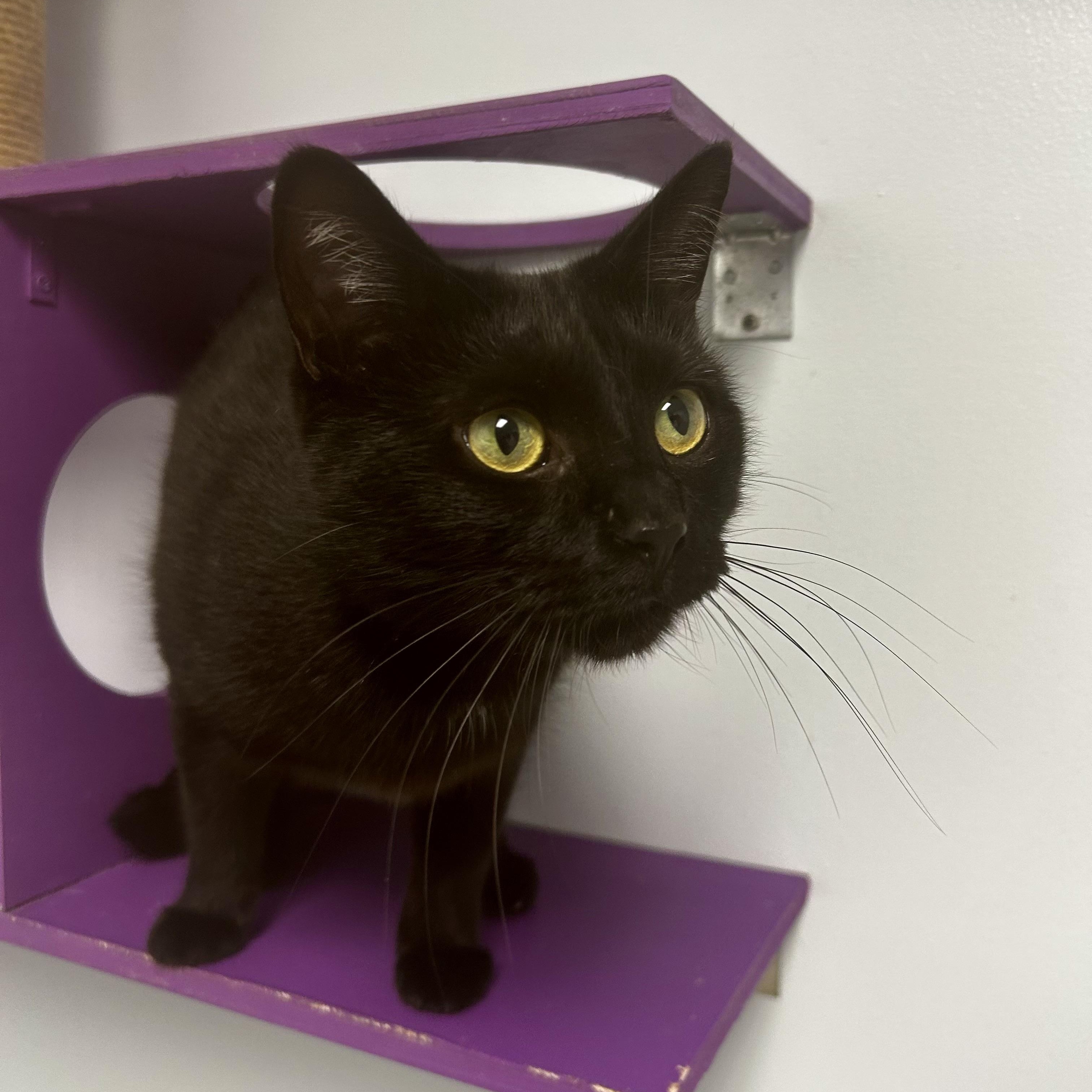 Enlarge Jubilee - CHOW HOUND, a Adoptable Domestic Short Hair in Grand Rapids, MI image 2/6