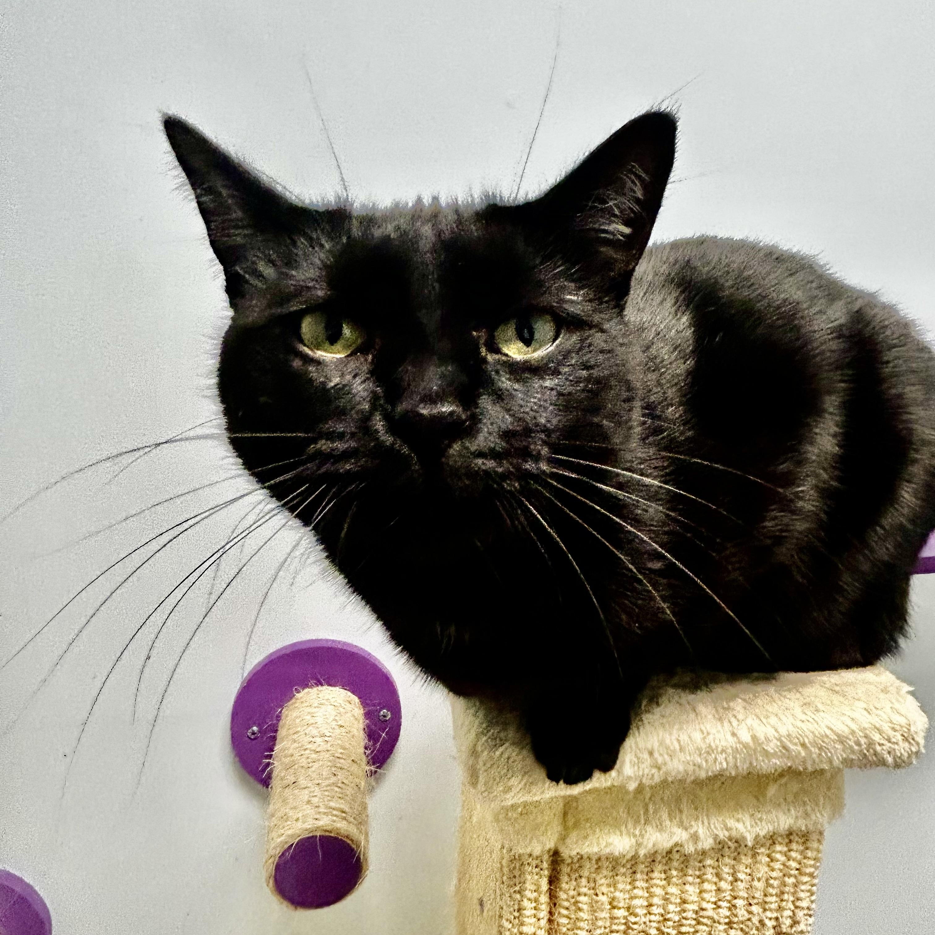 Enlarge Jubilee, a Adoptable Domestic Short Hair in Grand Rapids, MI image 3/6
