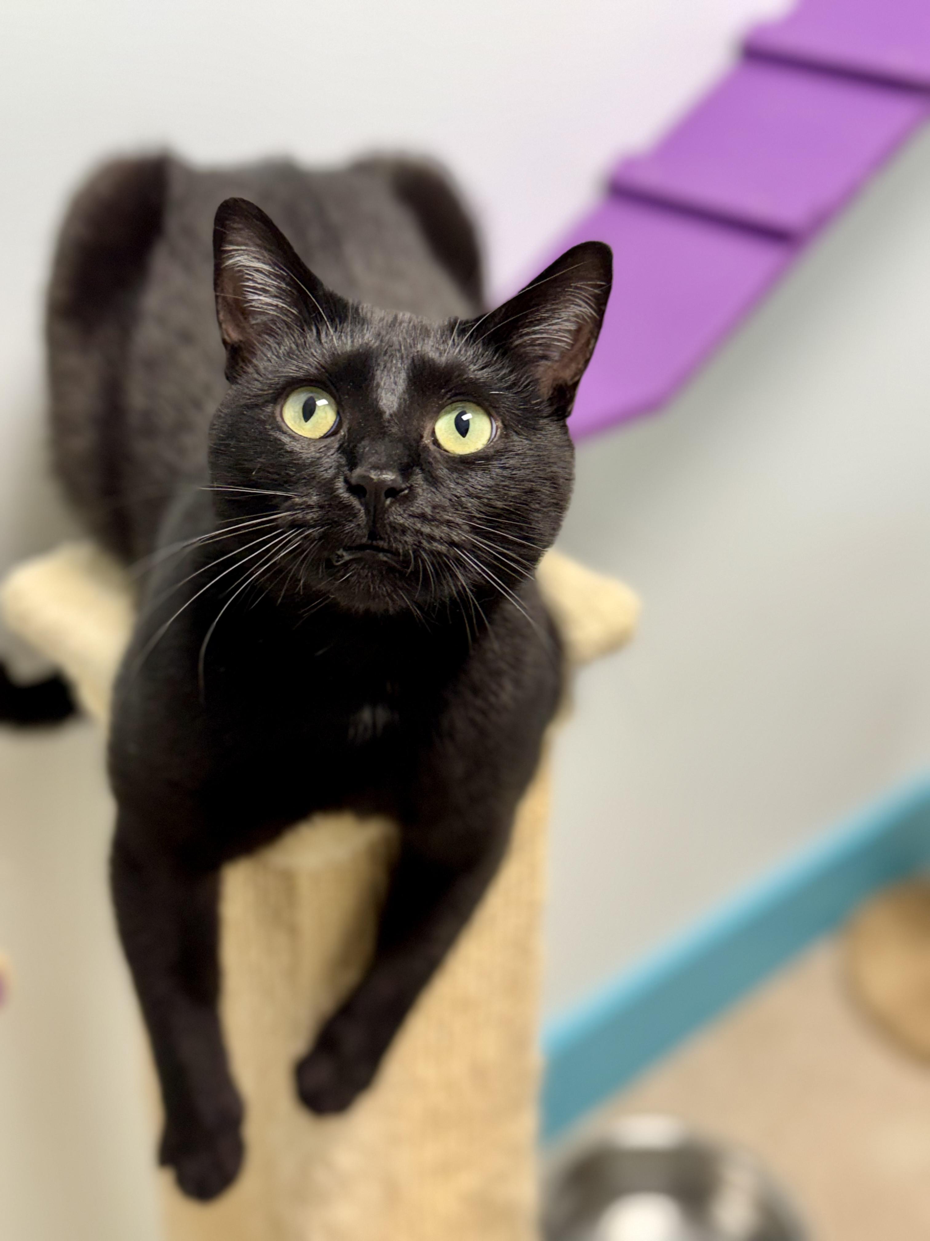 Enlarge Jubilee, a Adoptable Domestic Short Hair in Grand Rapids, MI image 4/6