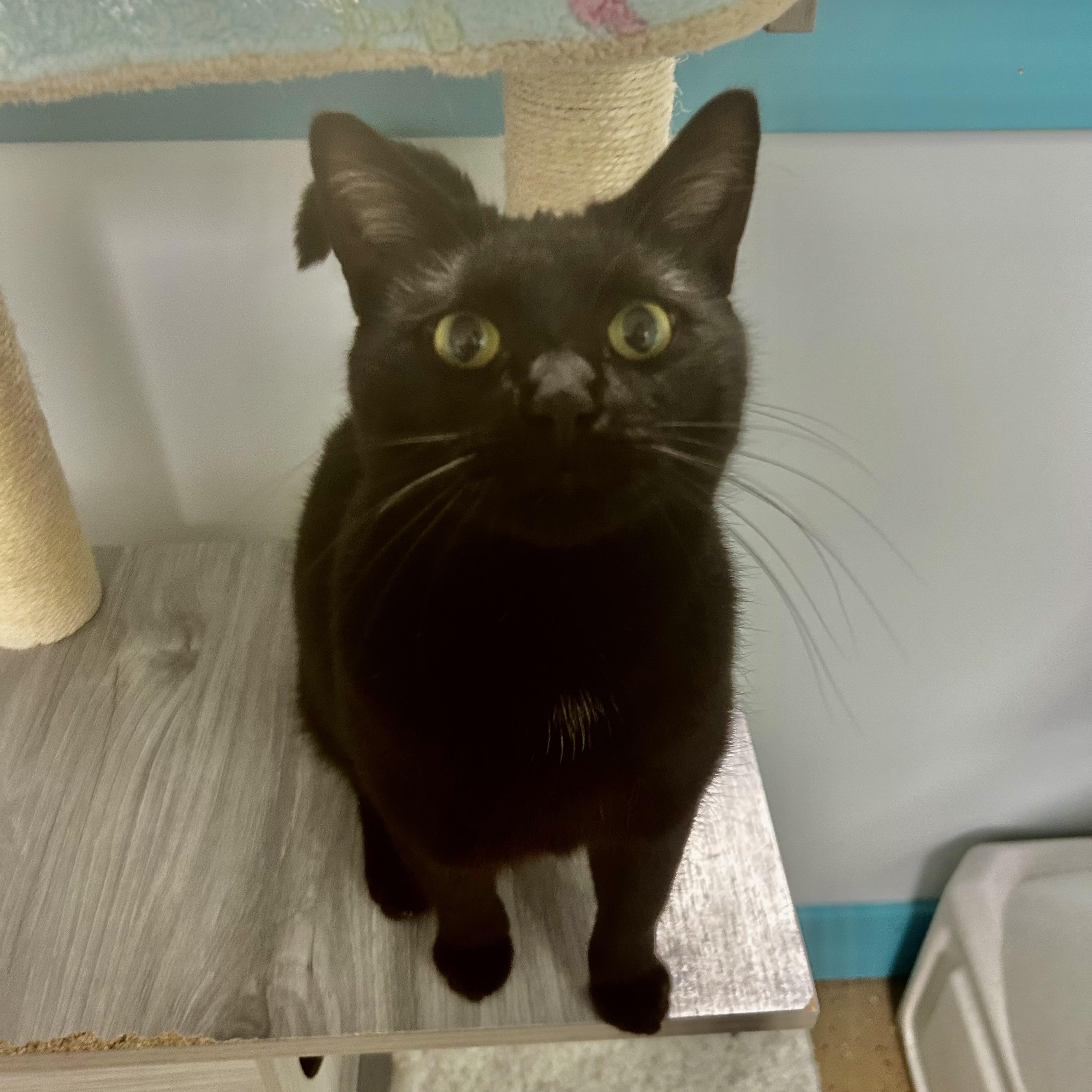 Enlarge Jubilee - CHOW HOUND, a Adoptable Domestic Short Hair in Grand Rapids, MI image 6/6