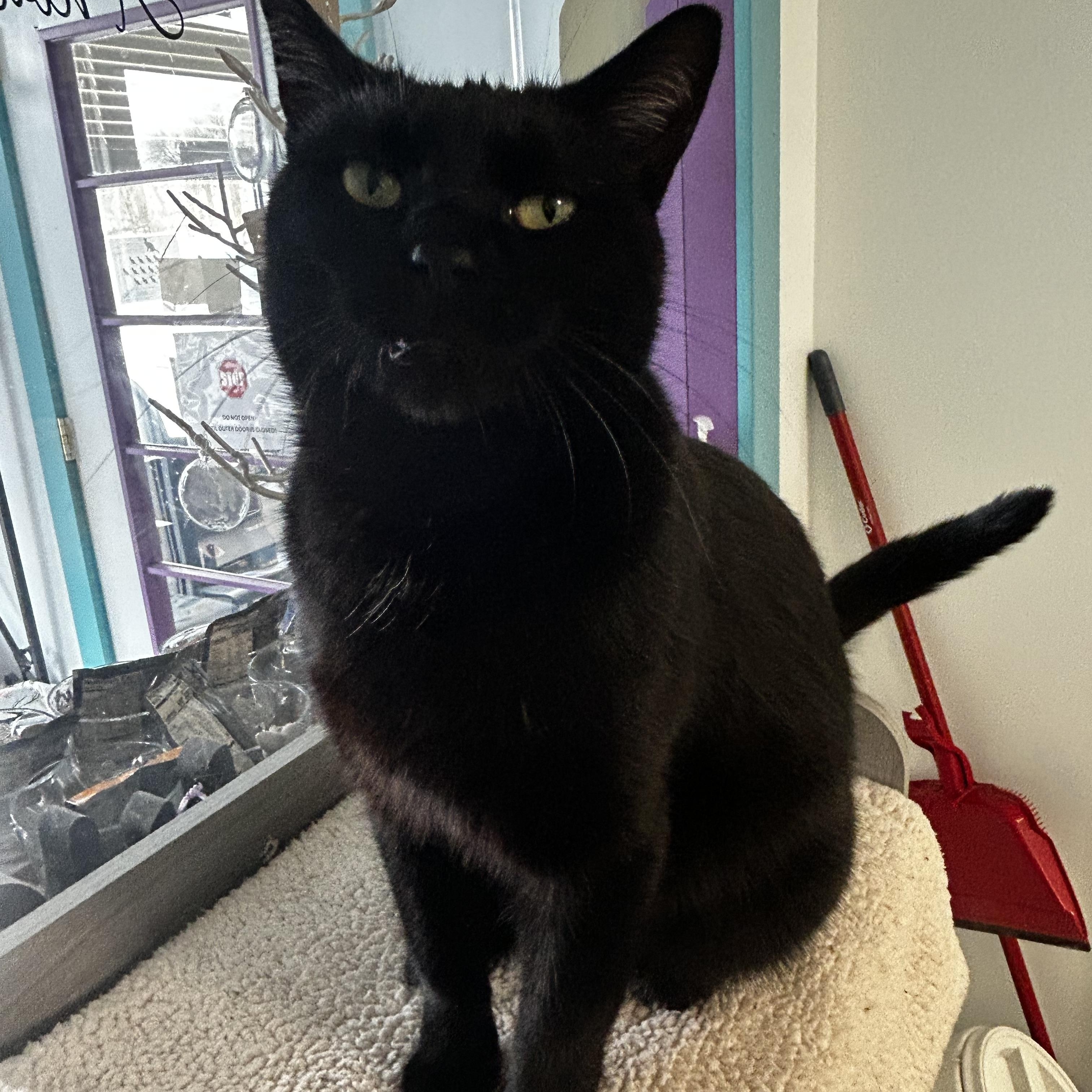 Enlarge Jubilee, a Adoptable Domestic Short Hair in Grand Rapids, MI image 6/6