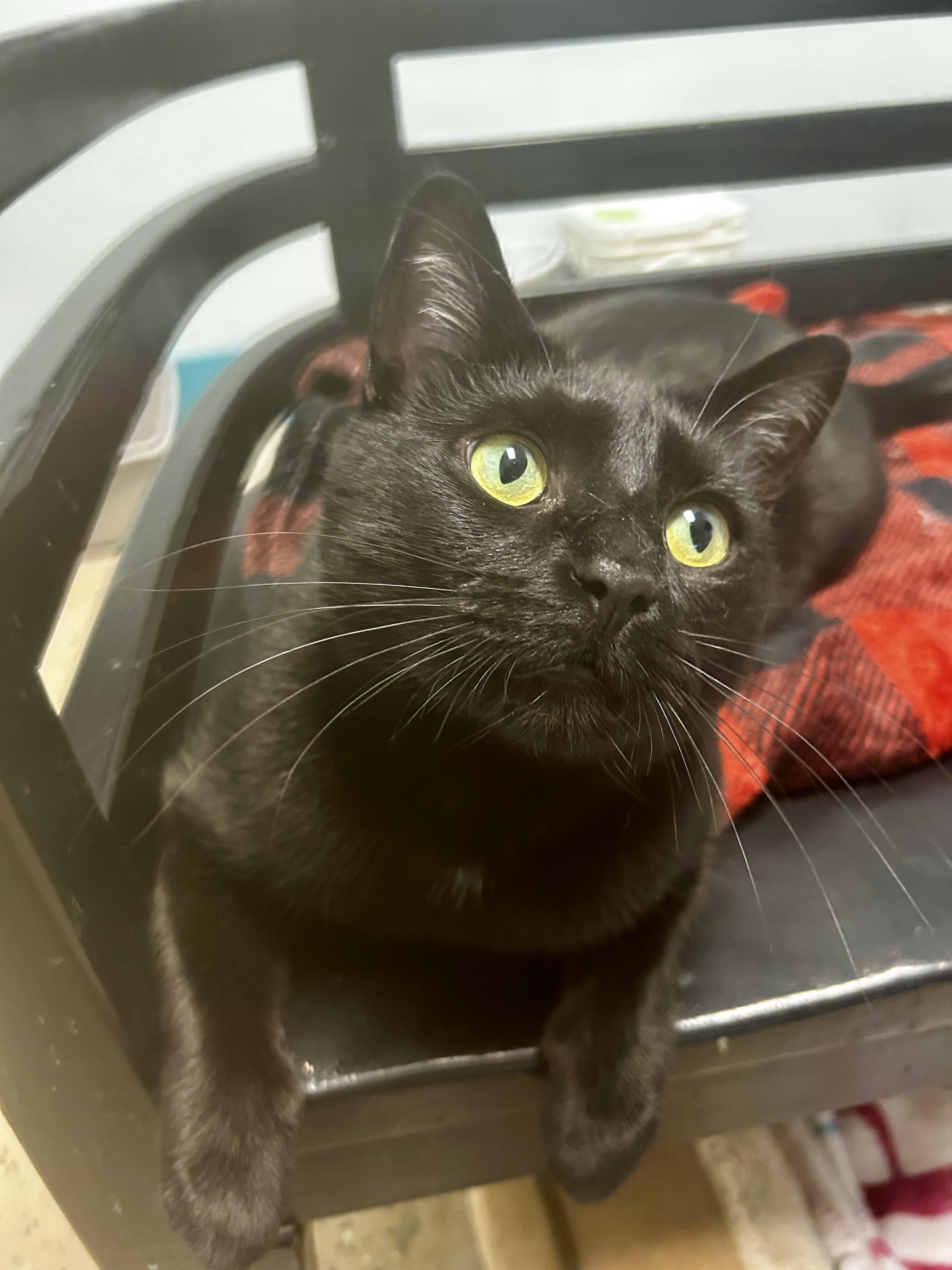 Enlarge Jubilee, a Adoptable Domestic Short Hair in Grand Rapids, MI image 2/6