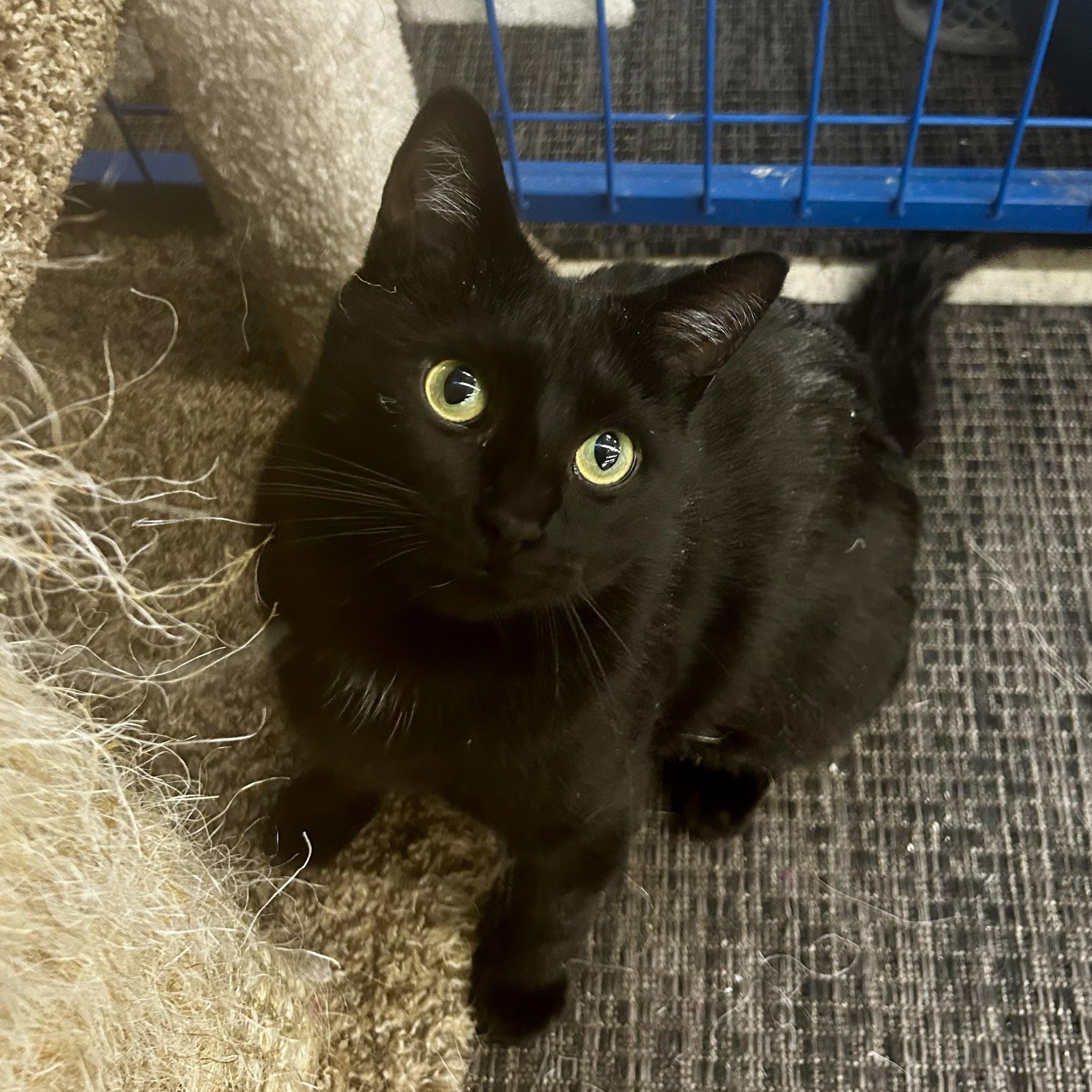 Enlarge Jubilee - CHOW HOUND - ADOPTION PENDING!, an adopted Domestic Short Hair in Grand Rapids, MI image 1/6