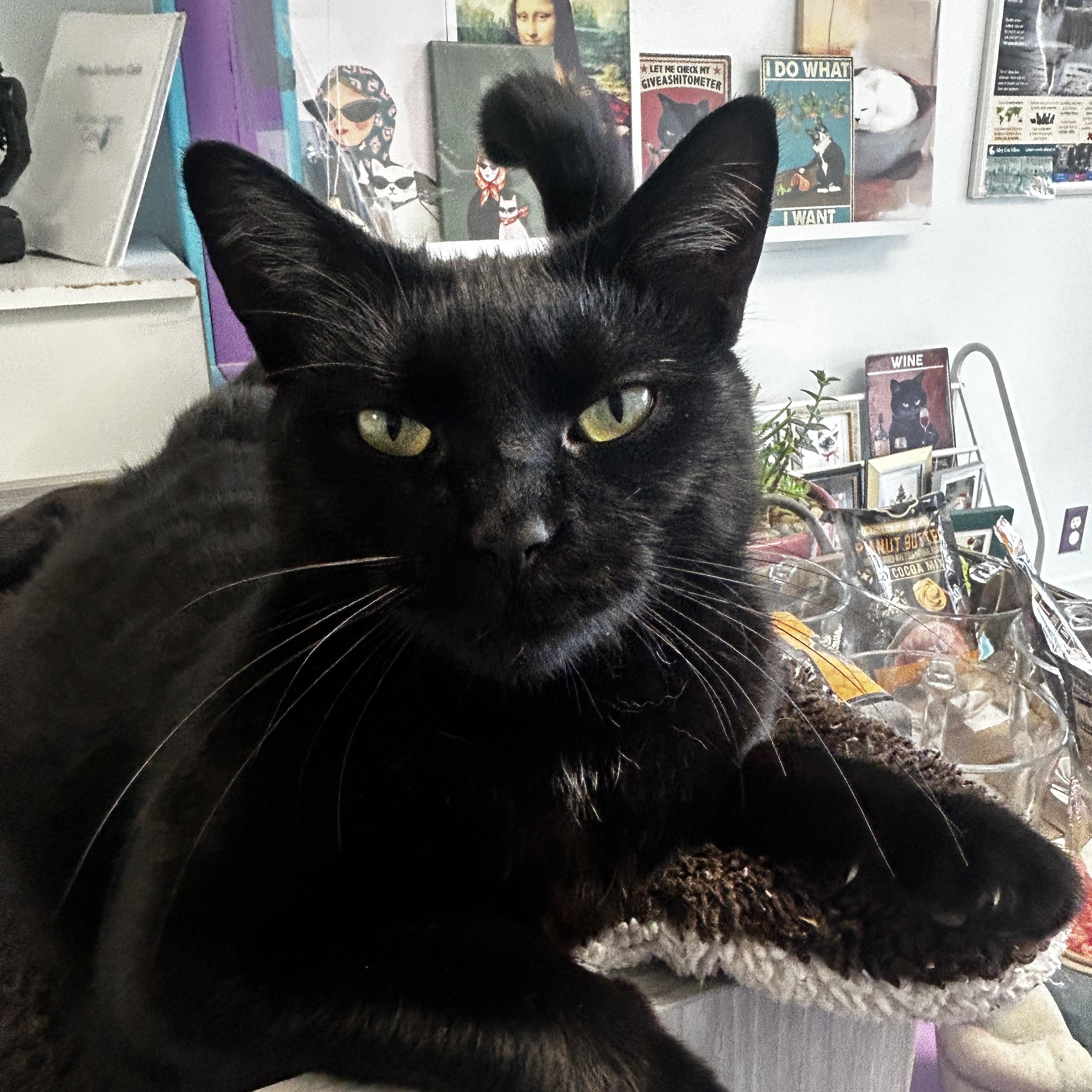 Enlarge Jubilee, a Adoptable Domestic Short Hair in Grand Rapids, MI image 5/6