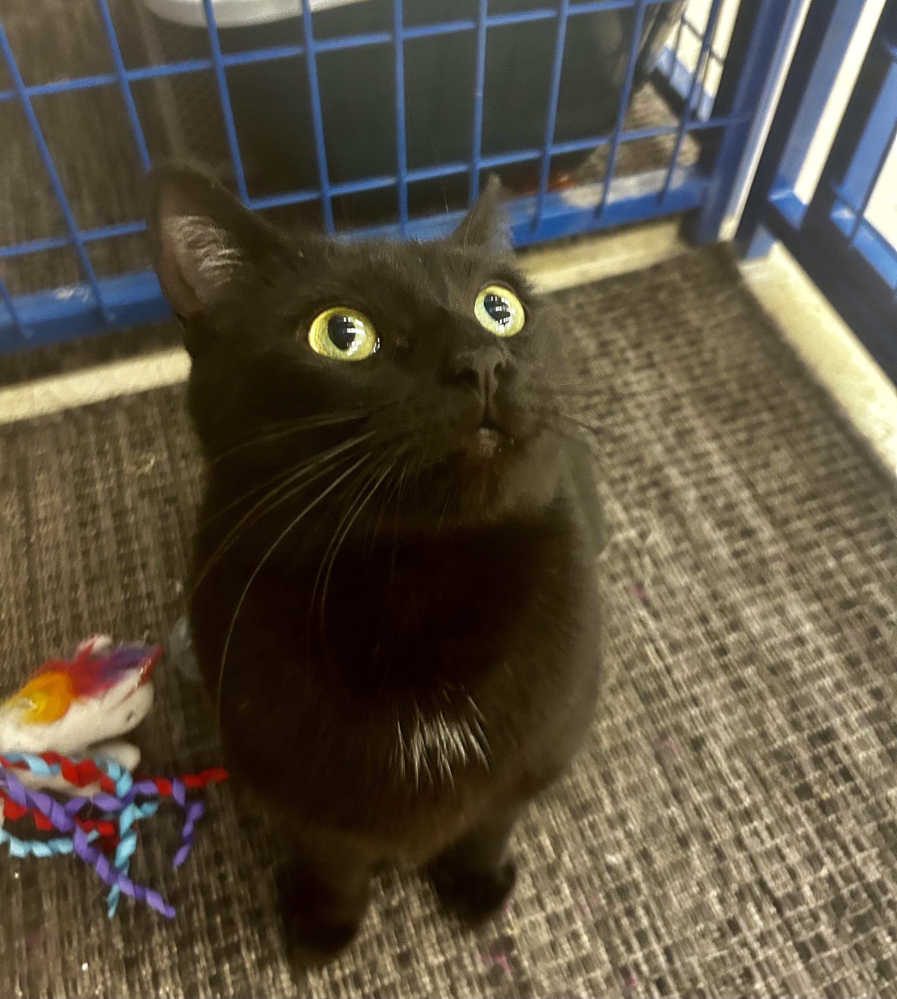 Enlarge Jubilee - CHOW HOUND - ADOPTION PENDING!, an adopted Domestic Short Hair in Grand Rapids, MI image 6/6