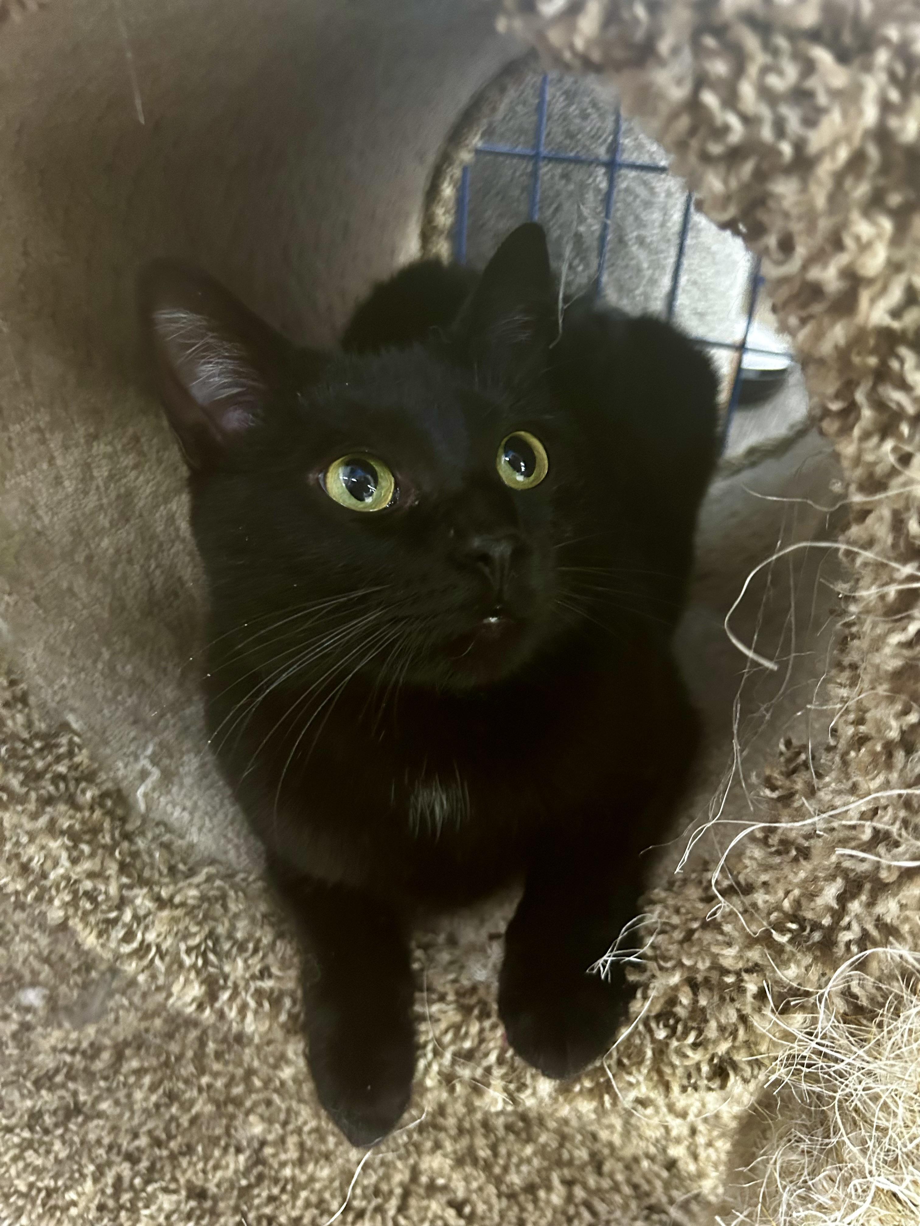 Enlarge Jubilee - CHOW HOUND - ADOPTION PENDING!, an adopted Domestic Short Hair in Grand Rapids, MI image 2/6