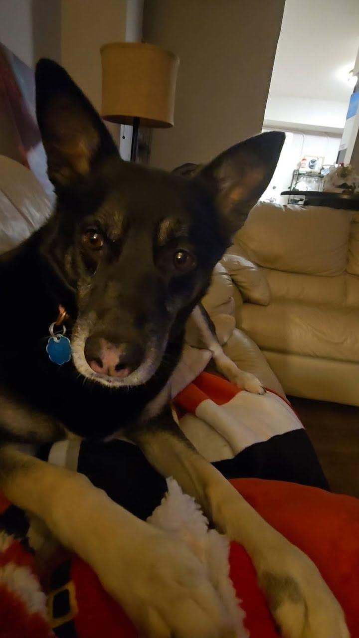 Enlarge Mochi Renee - A Great Girl, Easy to Love!, a Adoptable mixed breed in Buford, GA image 1/6