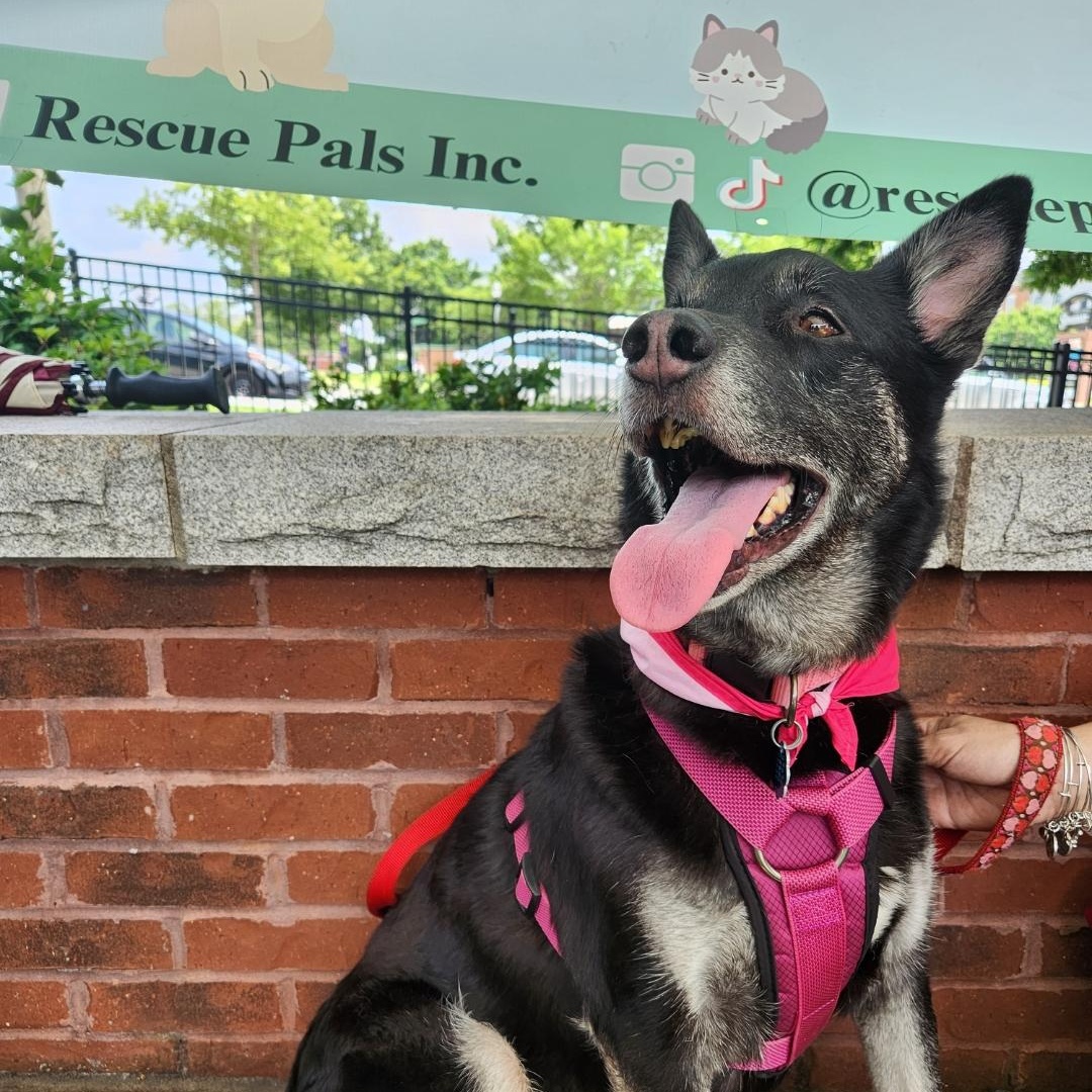 Enlarge Mochi Renee - A Great Girl, Easy to Love!, a Adoptable mixed breed in Buford, GA image 6/6